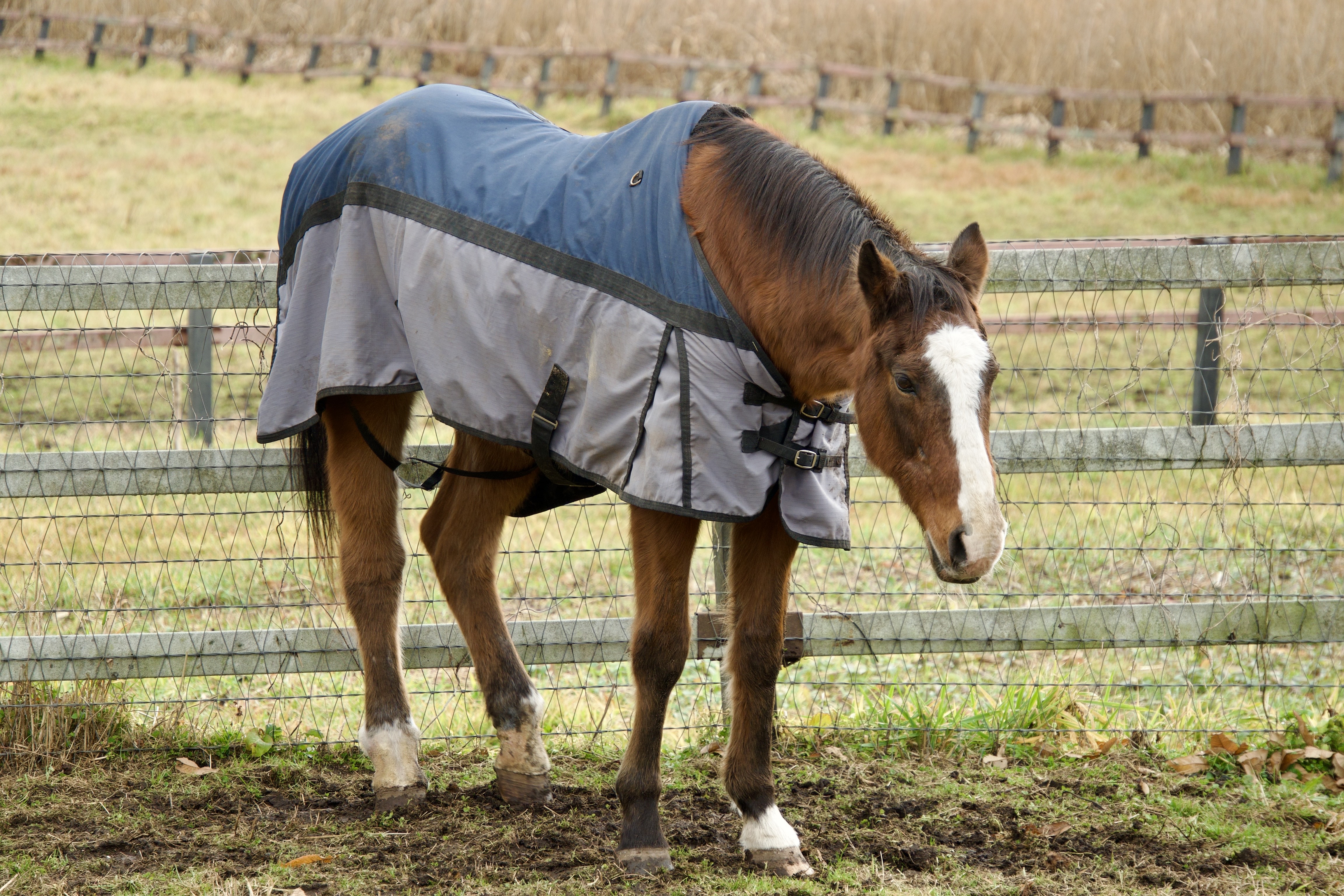 メイショウドトウ