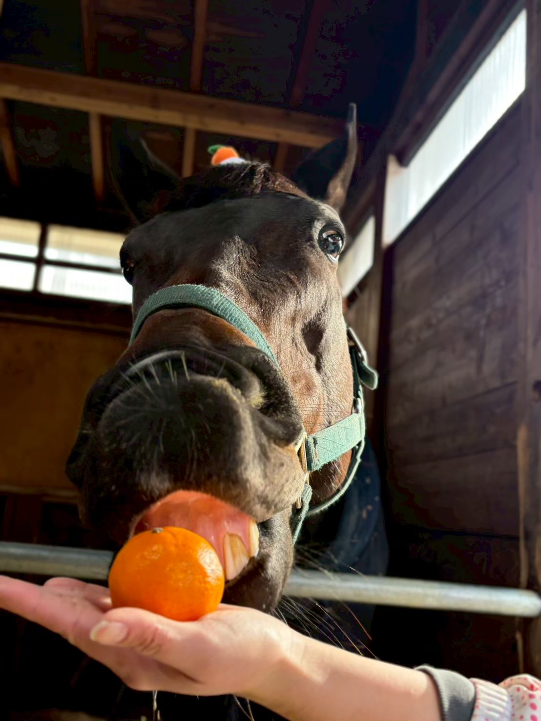 サクラリタッチ