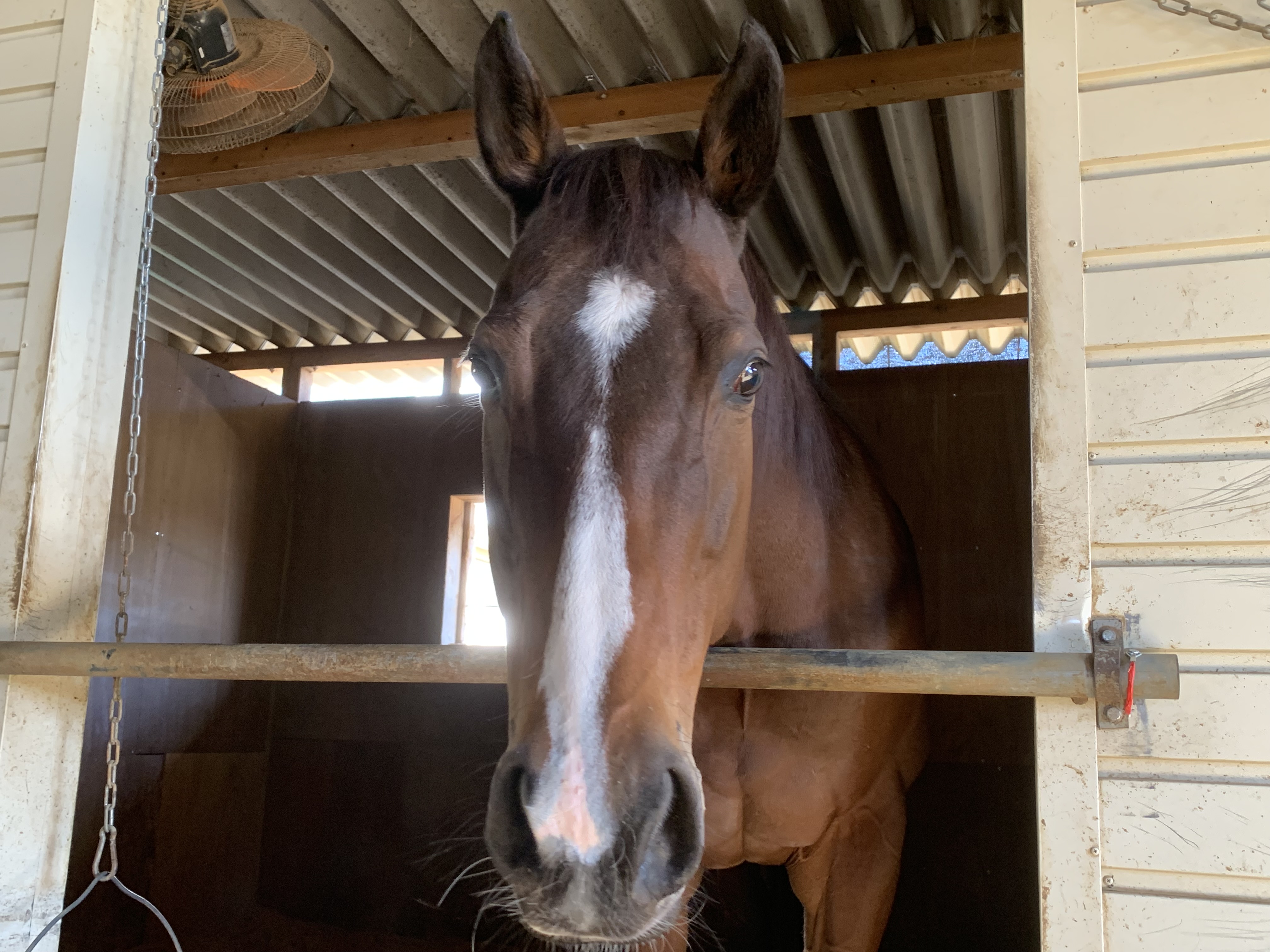 エイシンオンタイム