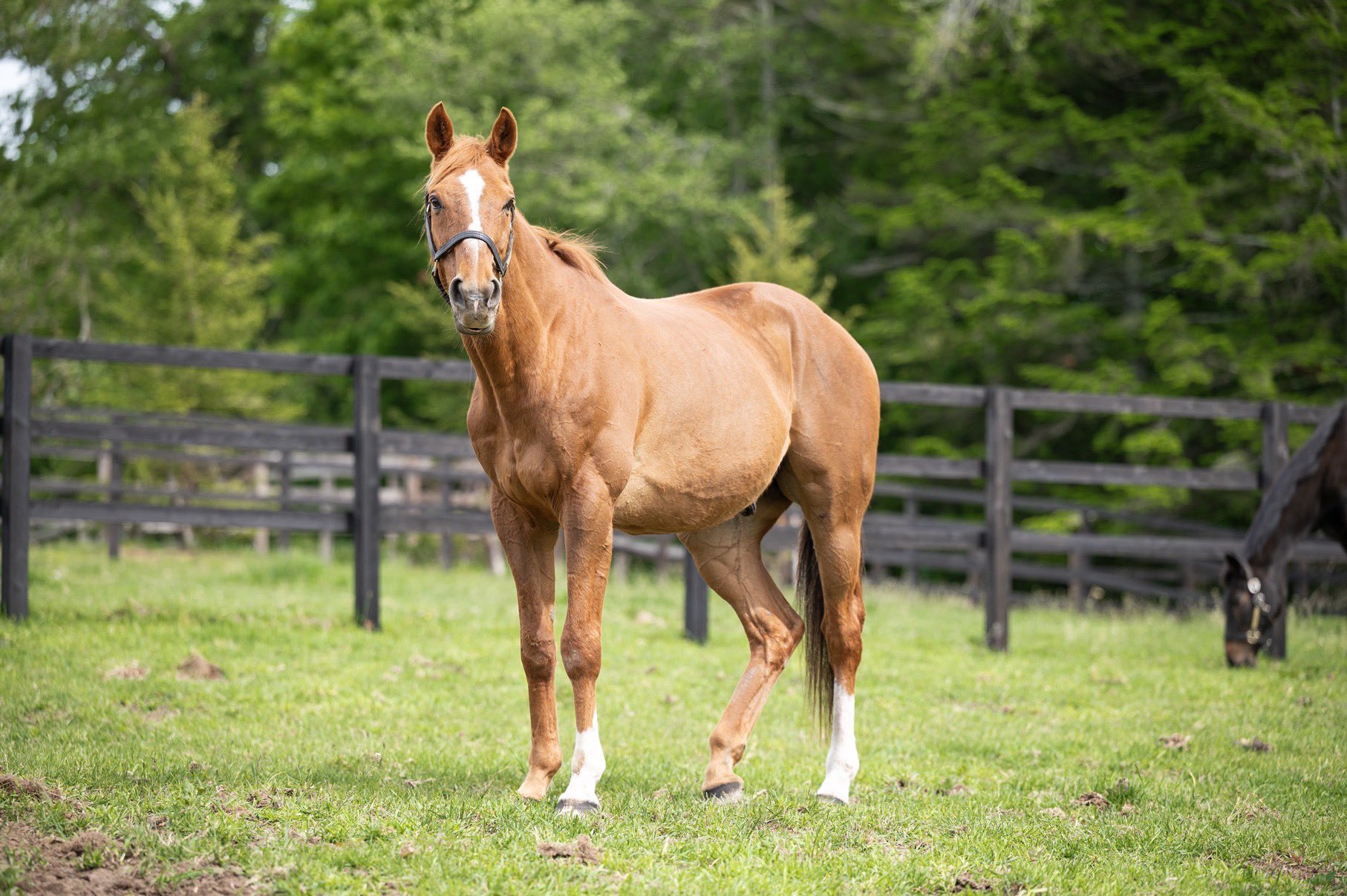 アドマイヤジャパン
