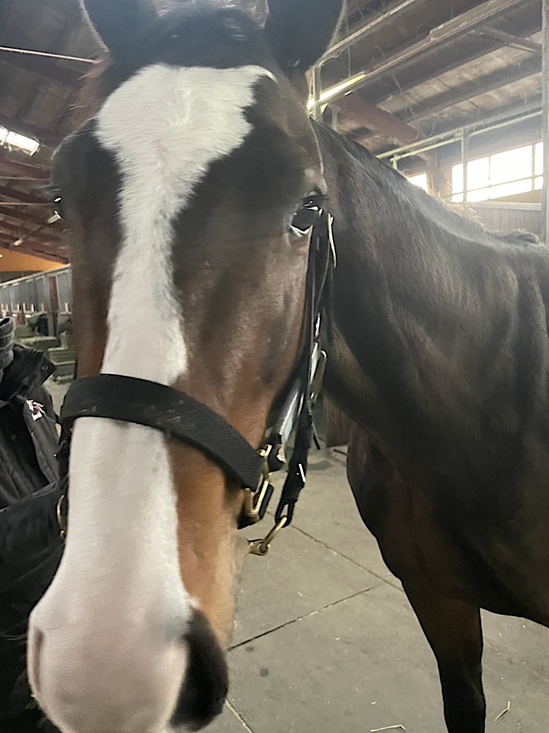 カサマツノライトオ