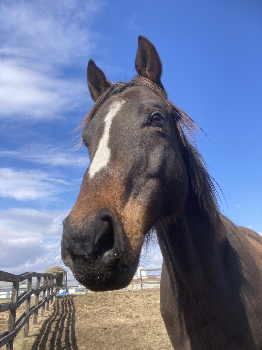 サンアップルトン