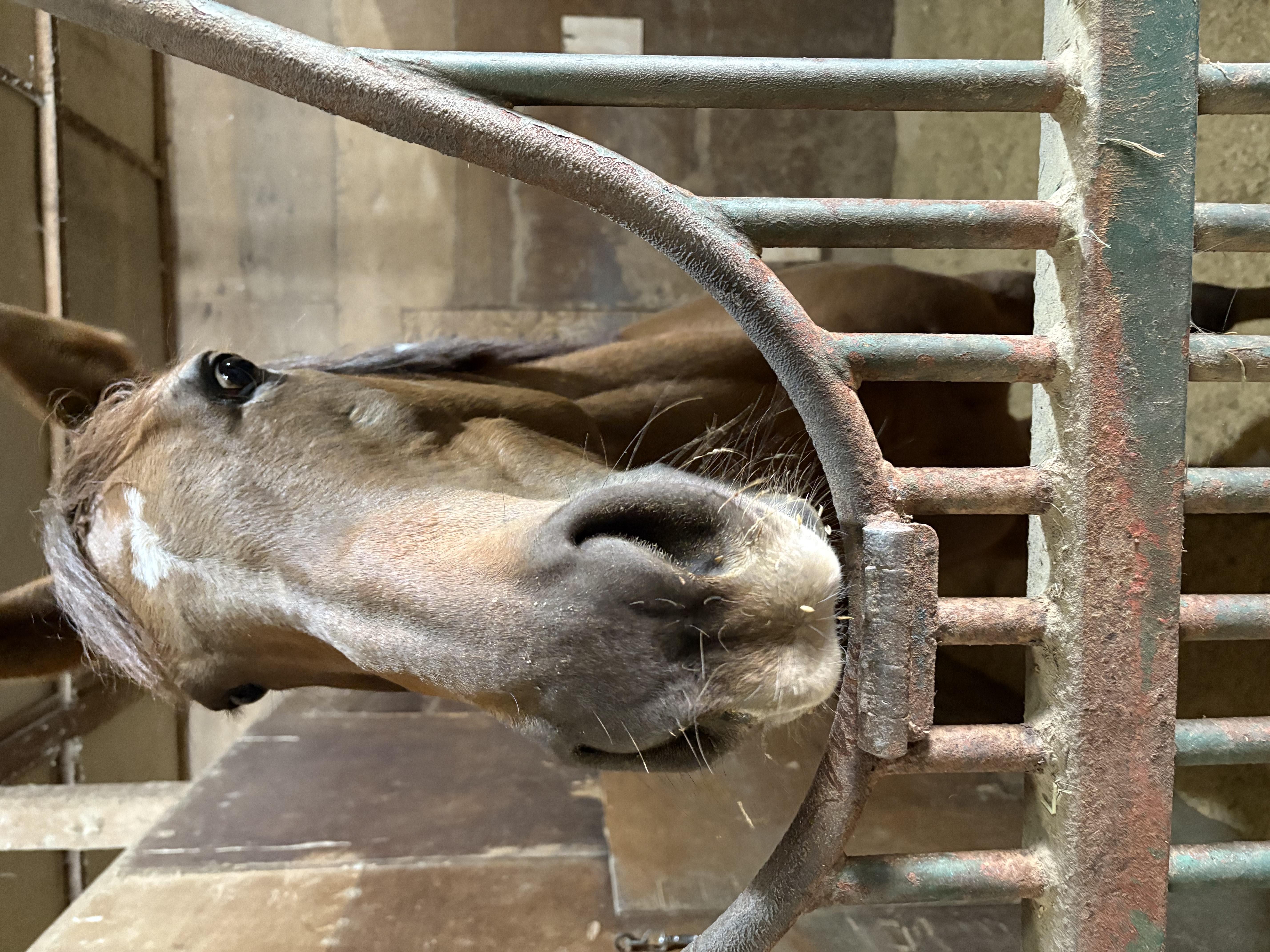 ハーティパーティ