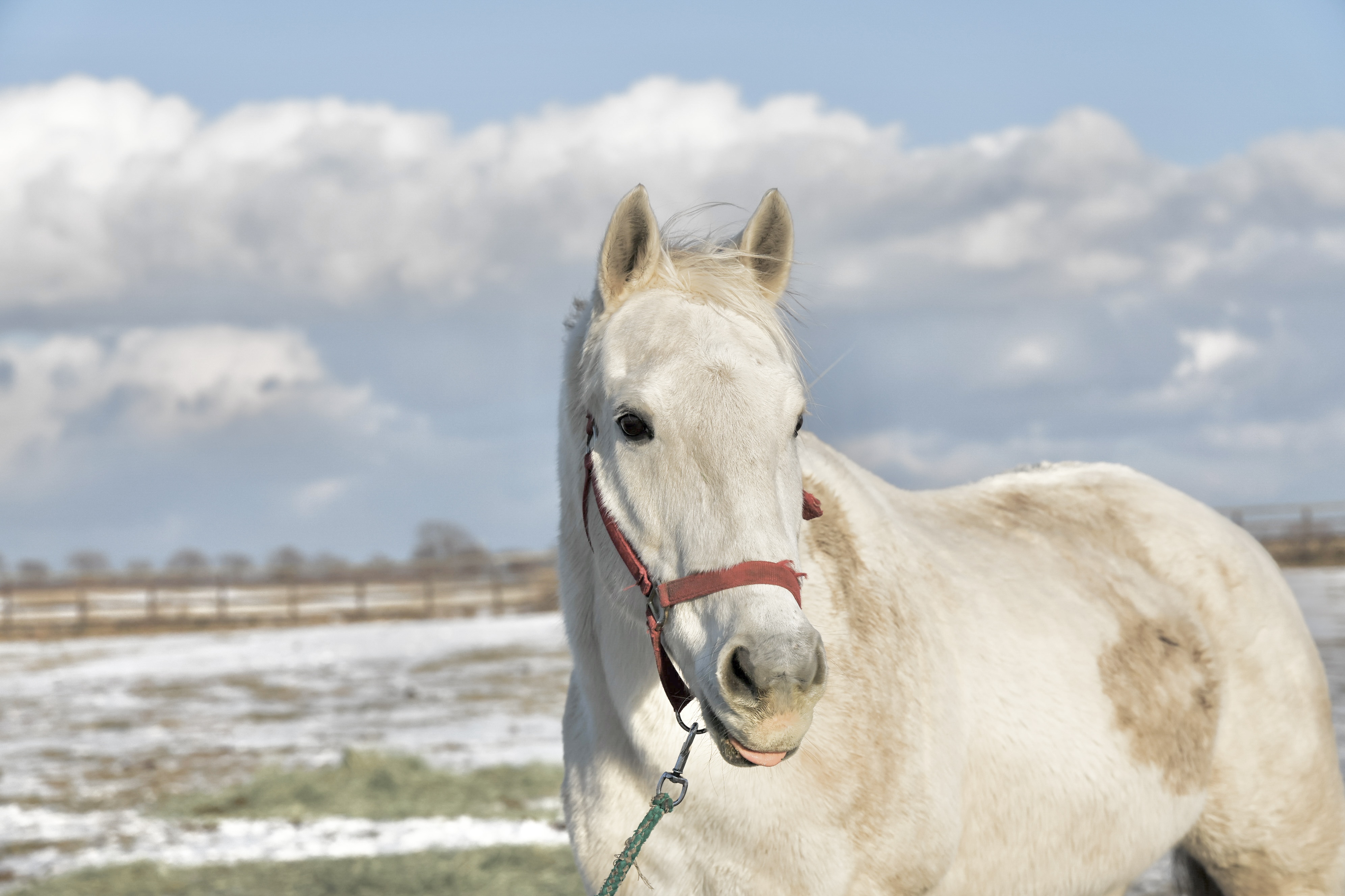 キャプテントゥーレ