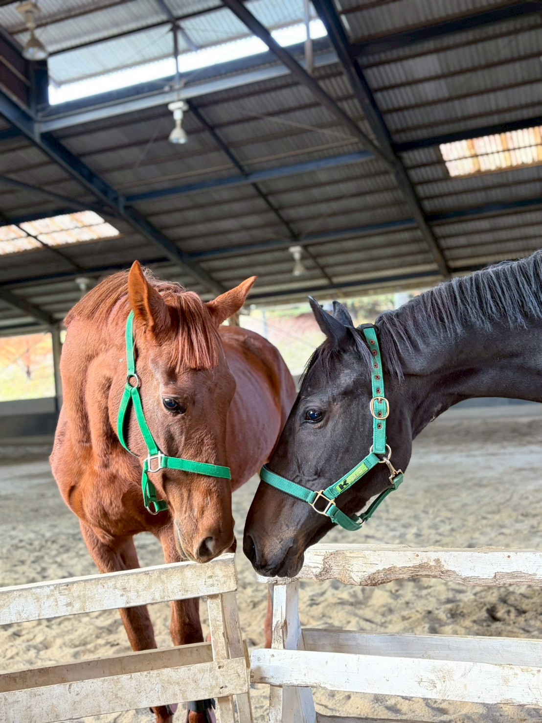 アルコンシエル　リタッチ