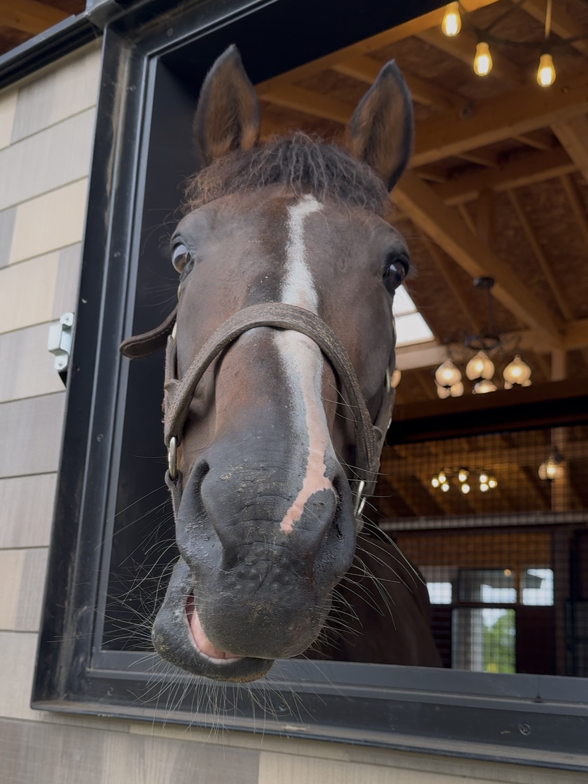 フサイチセブン
