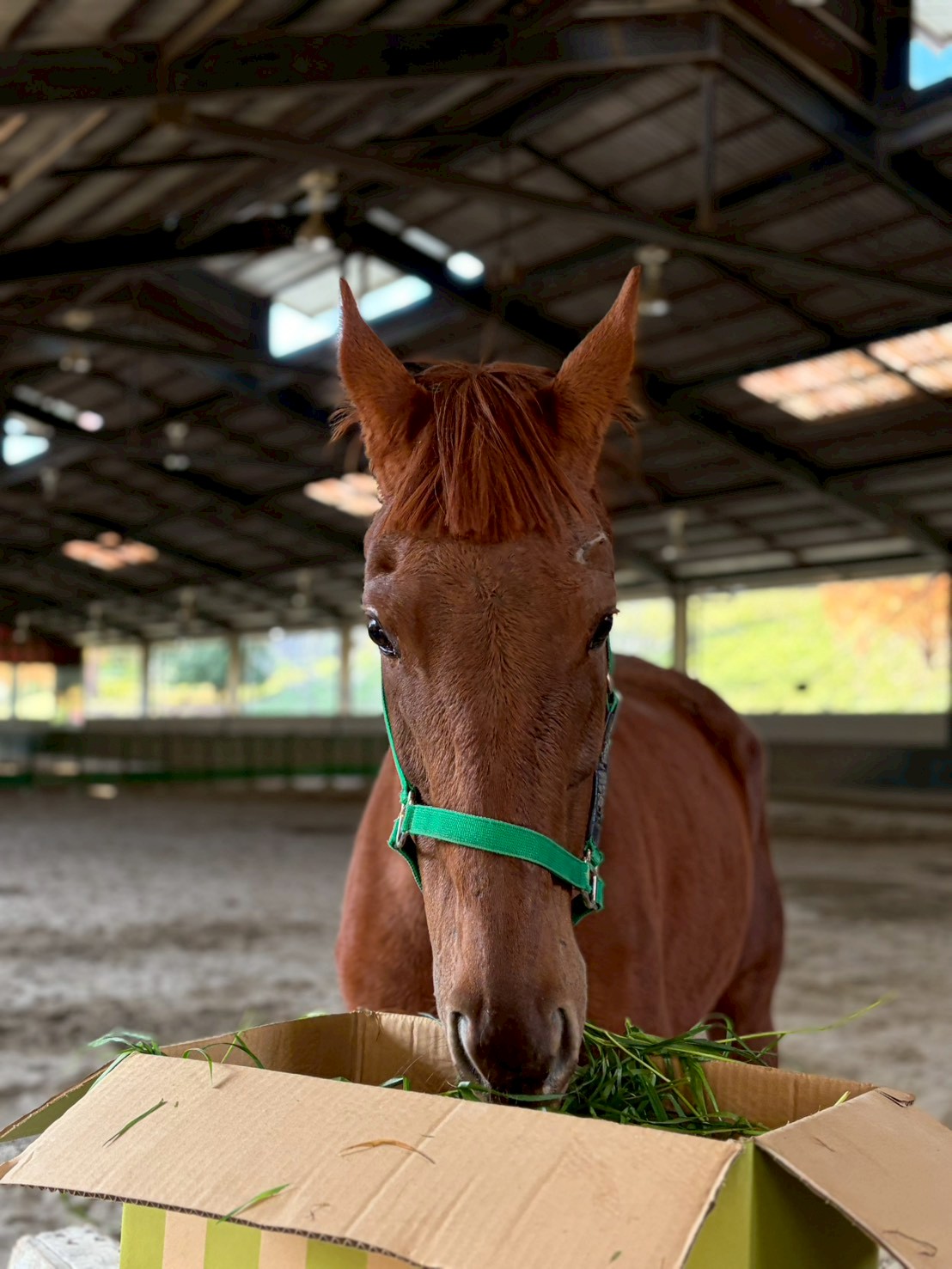 アルコンシエル　リタッチ