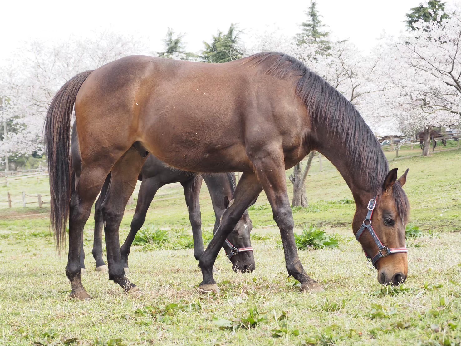 イデアブルーム