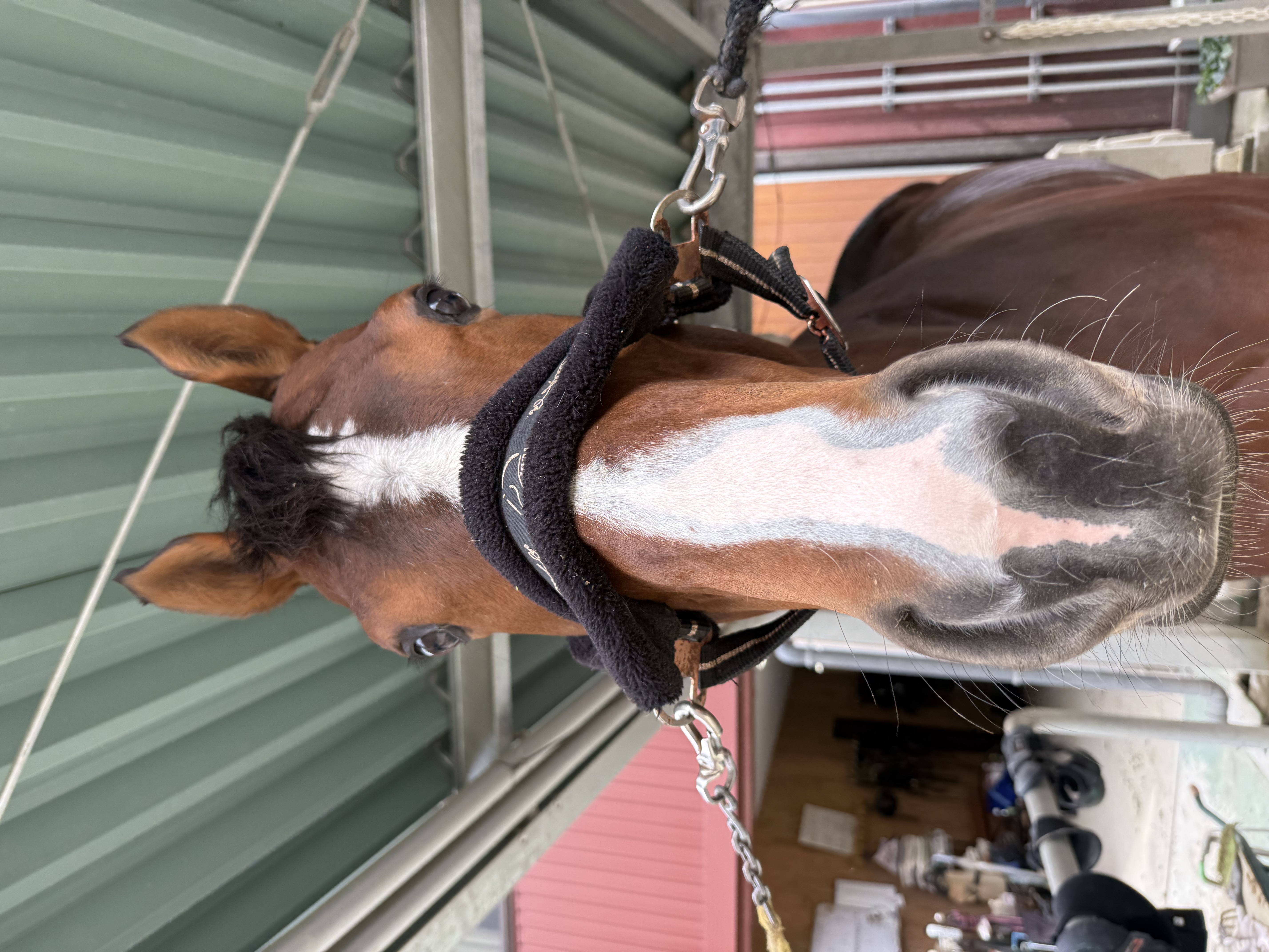 シャンパンポップ