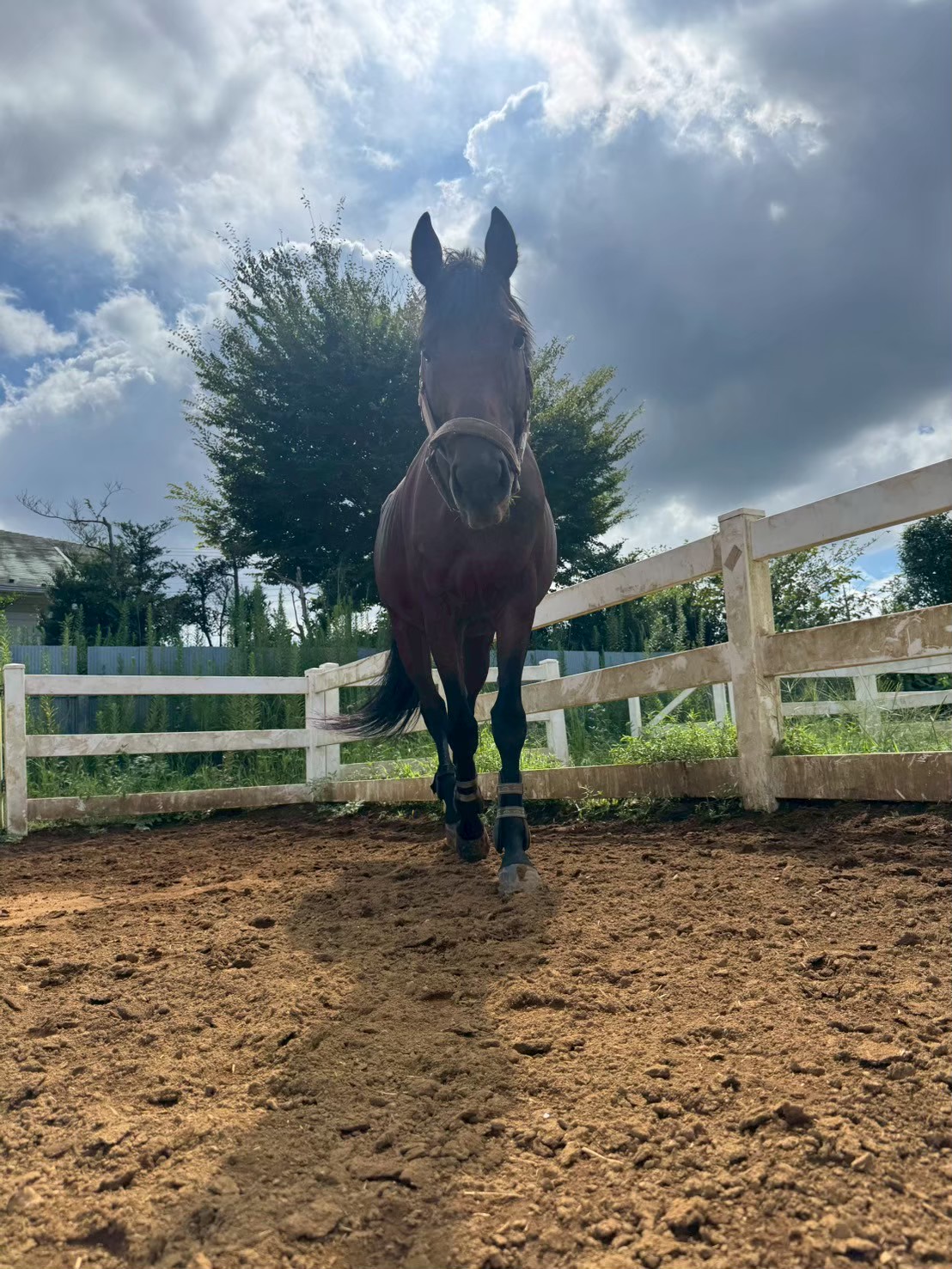 ブライト　リタッチ