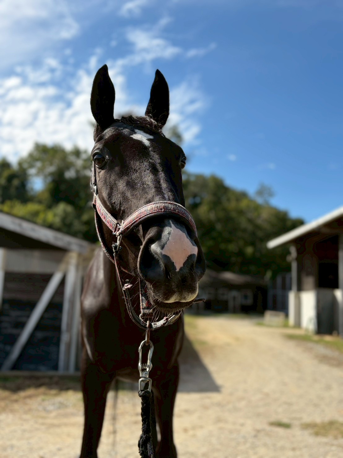 イメル　リタッチ