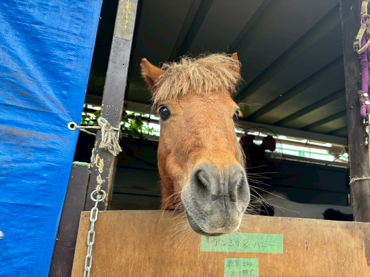 ハニー　リタッチ