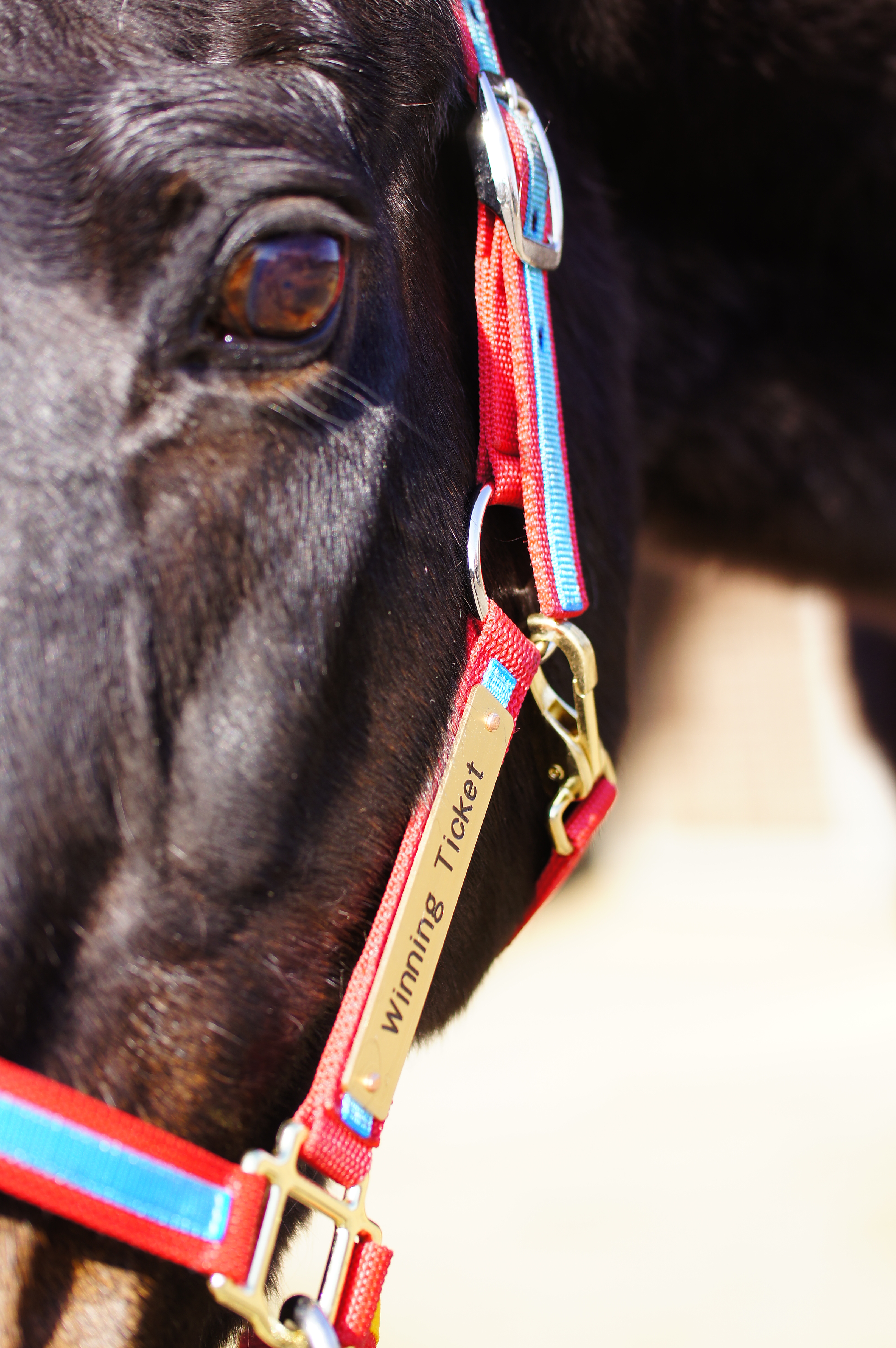 ウイニングチケット