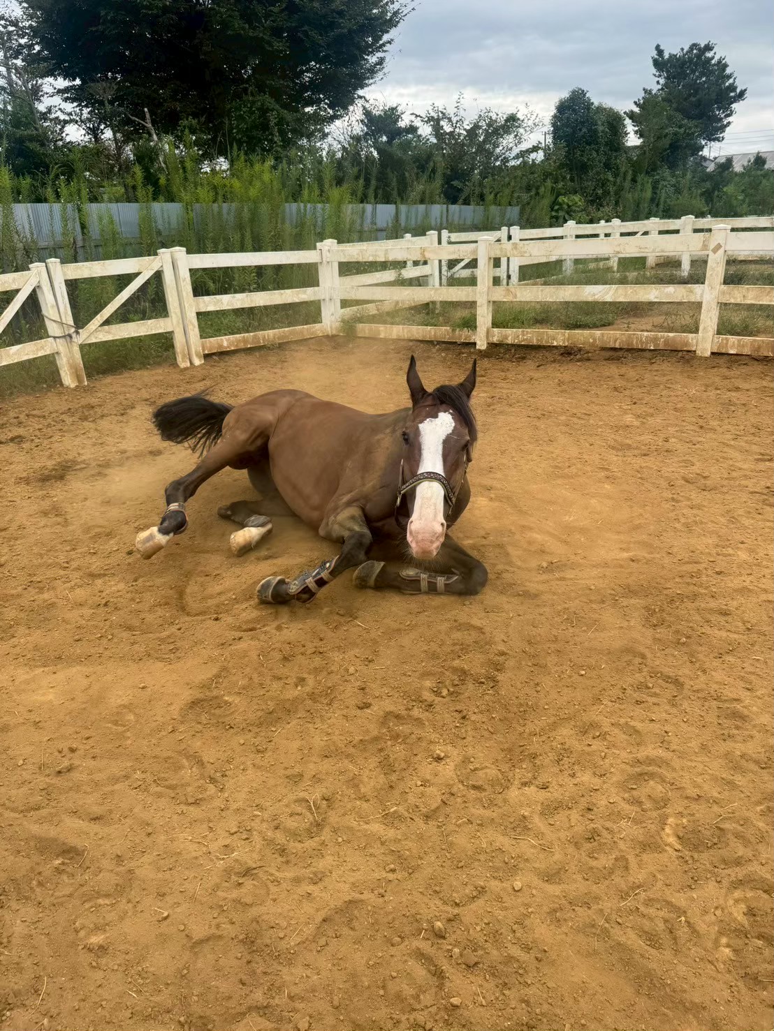 フォルトゥーナ　リタッチ