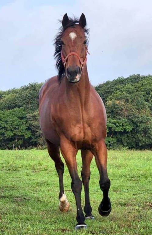 シンラバンショウ