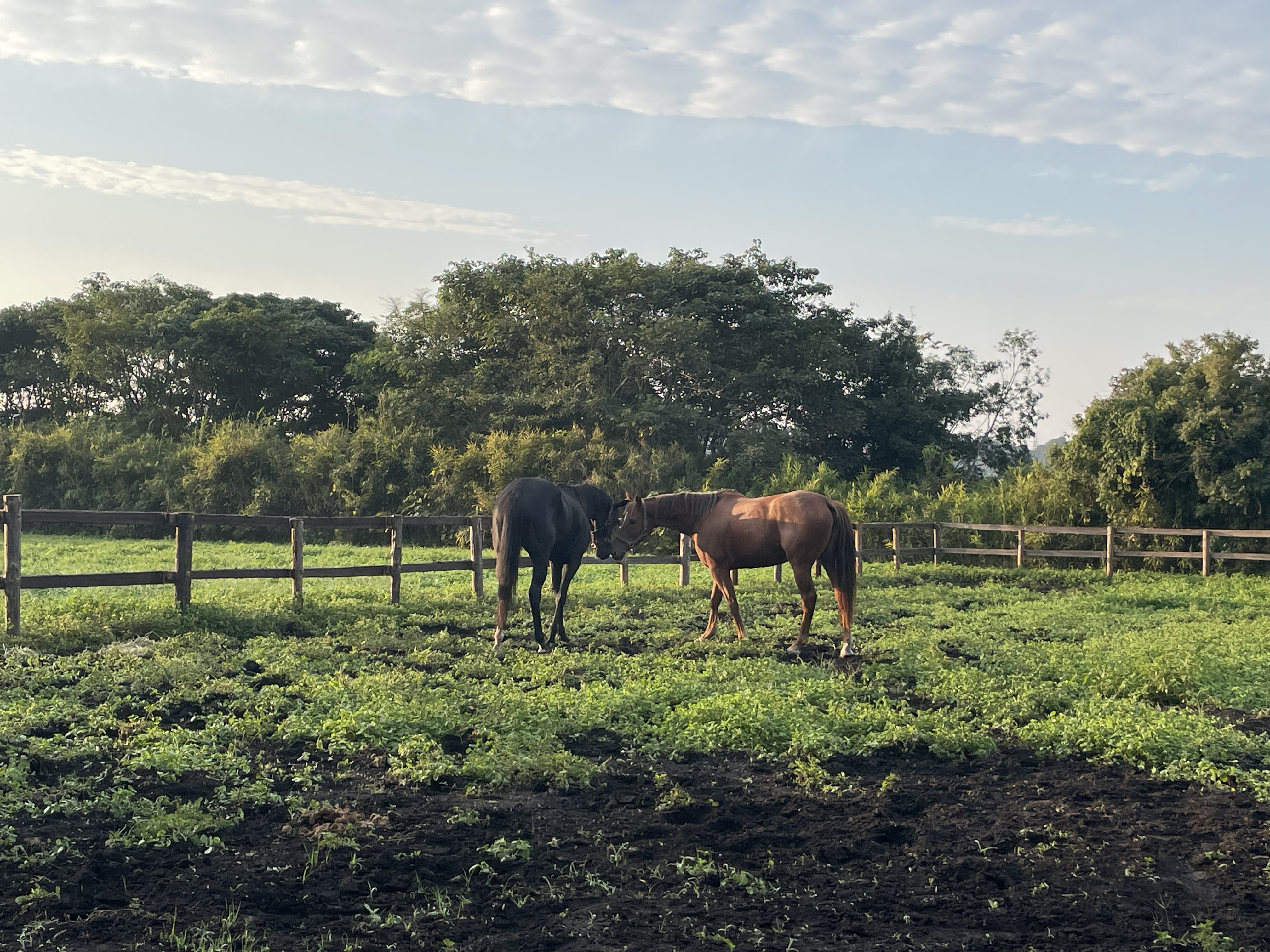 エレガントラウル