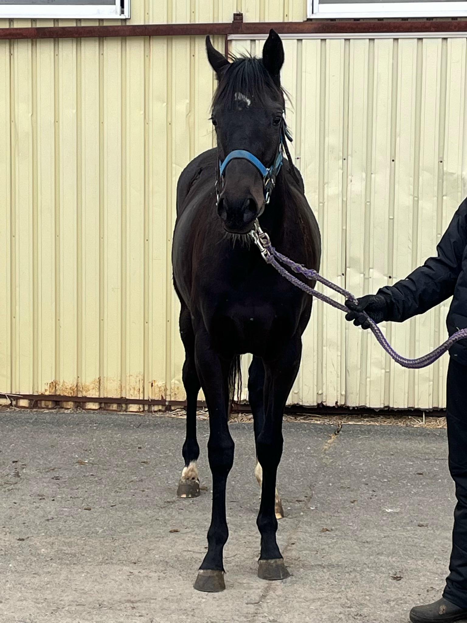 テイオーノユメ