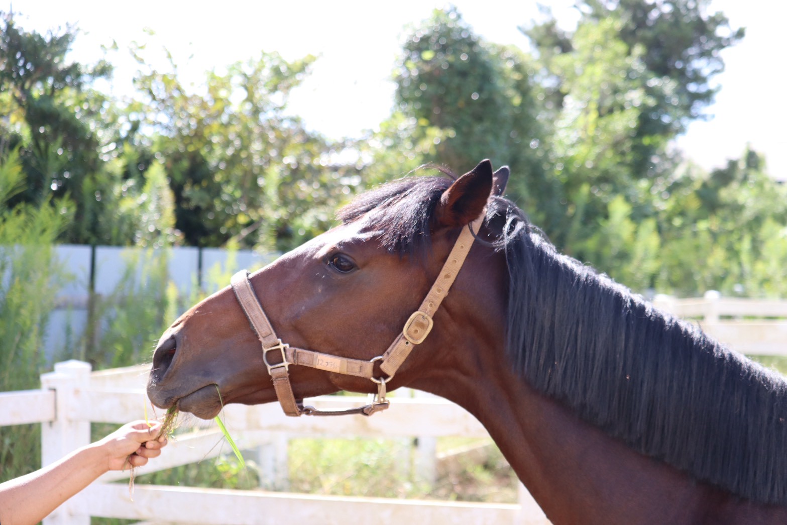 ブライト　リタッチ