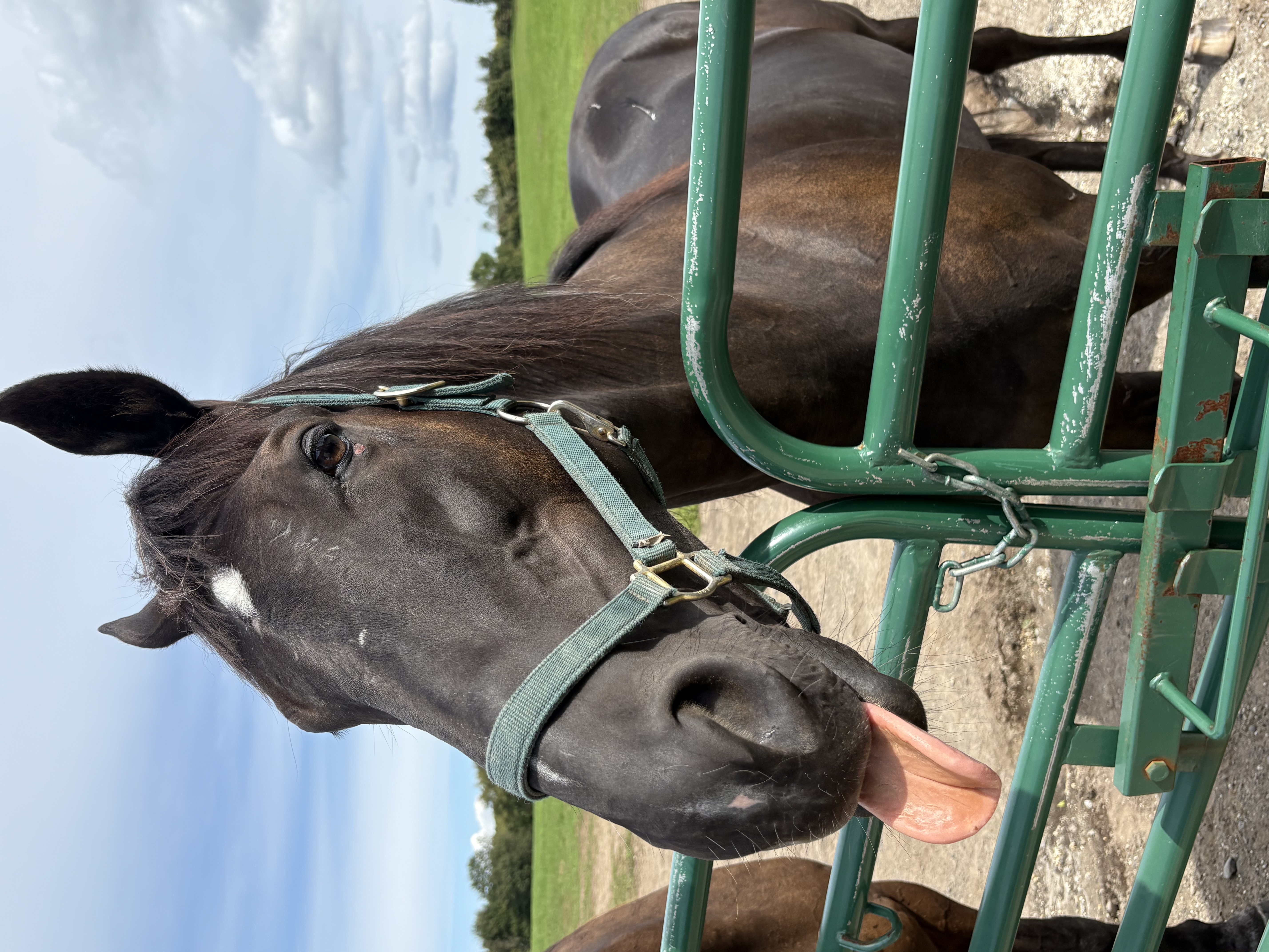 ジェネラーレウーノ