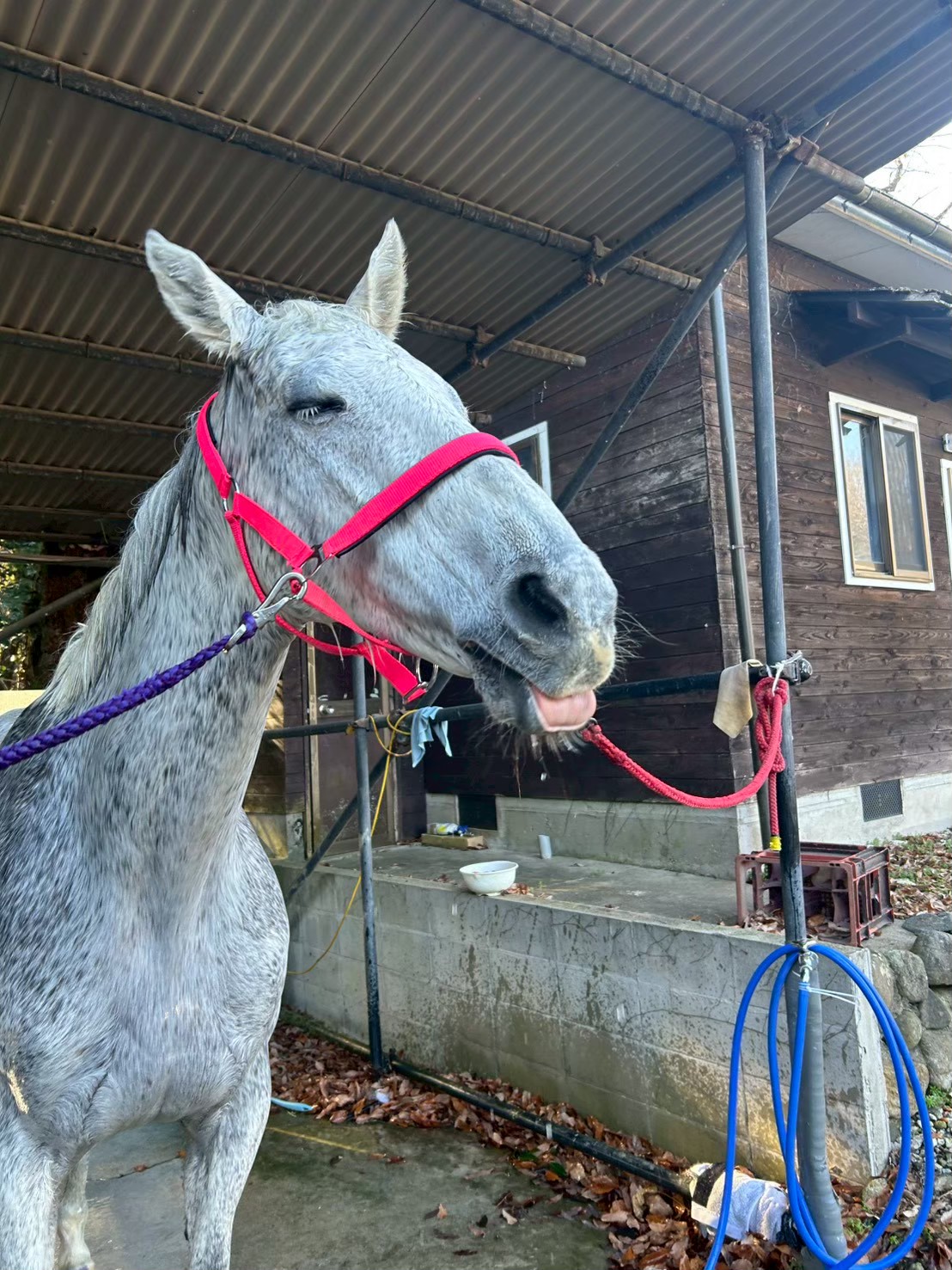 ミラーダリタッチ