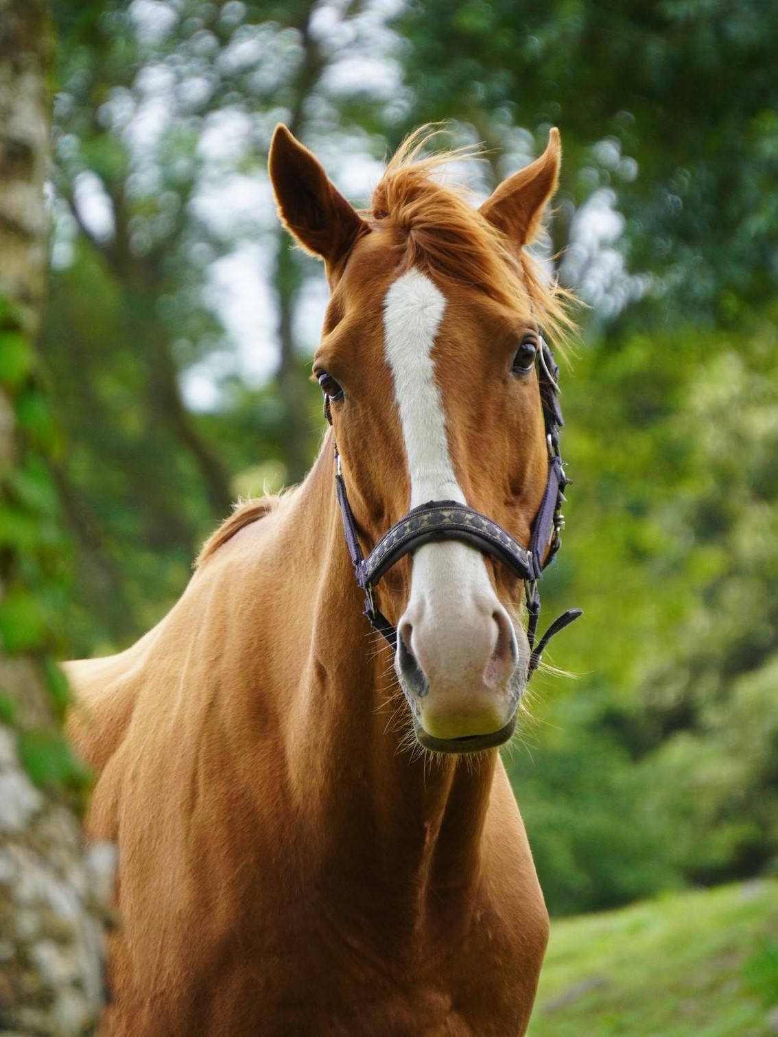 リュクスポケット