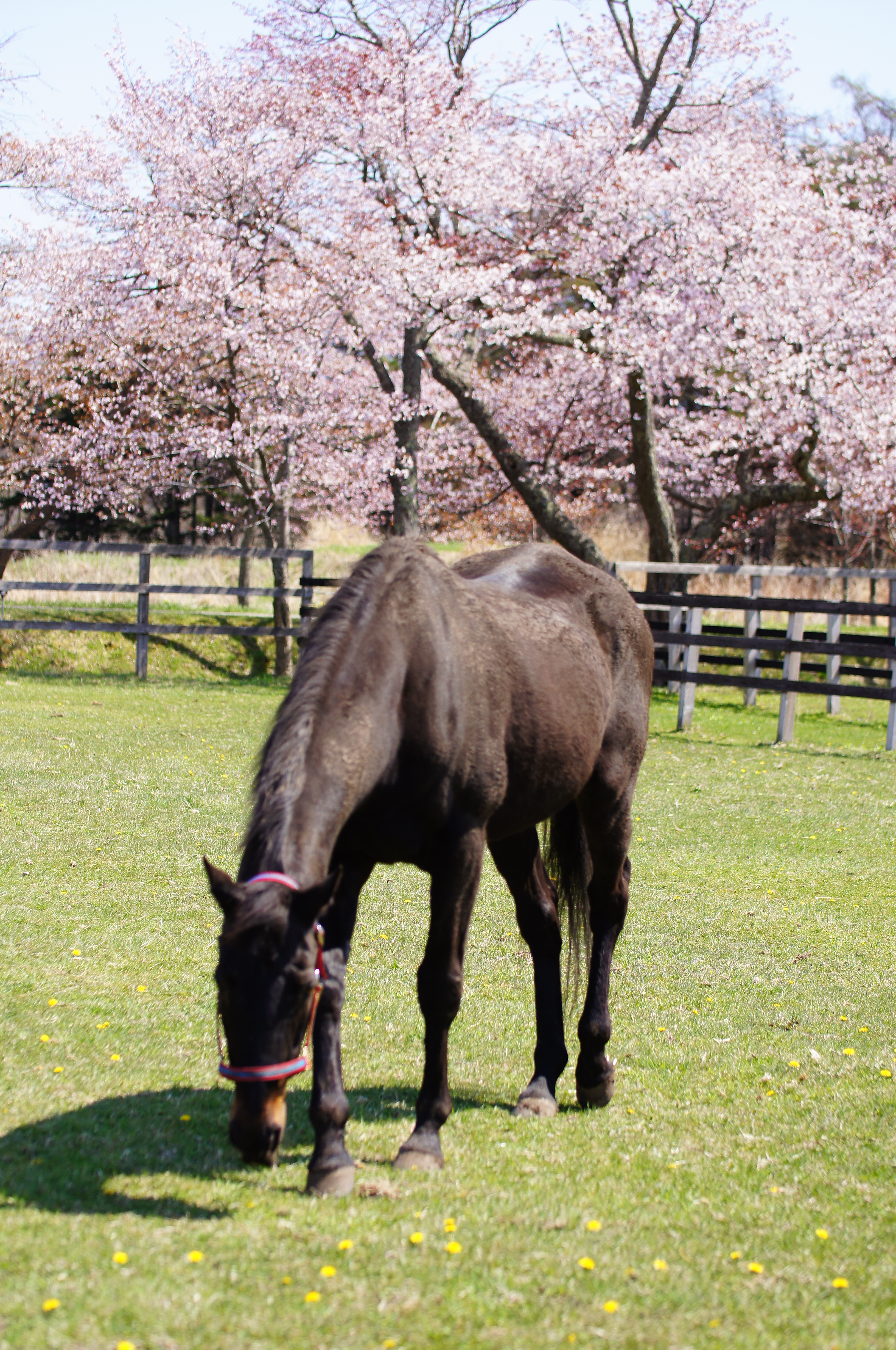 ウイニングチケット