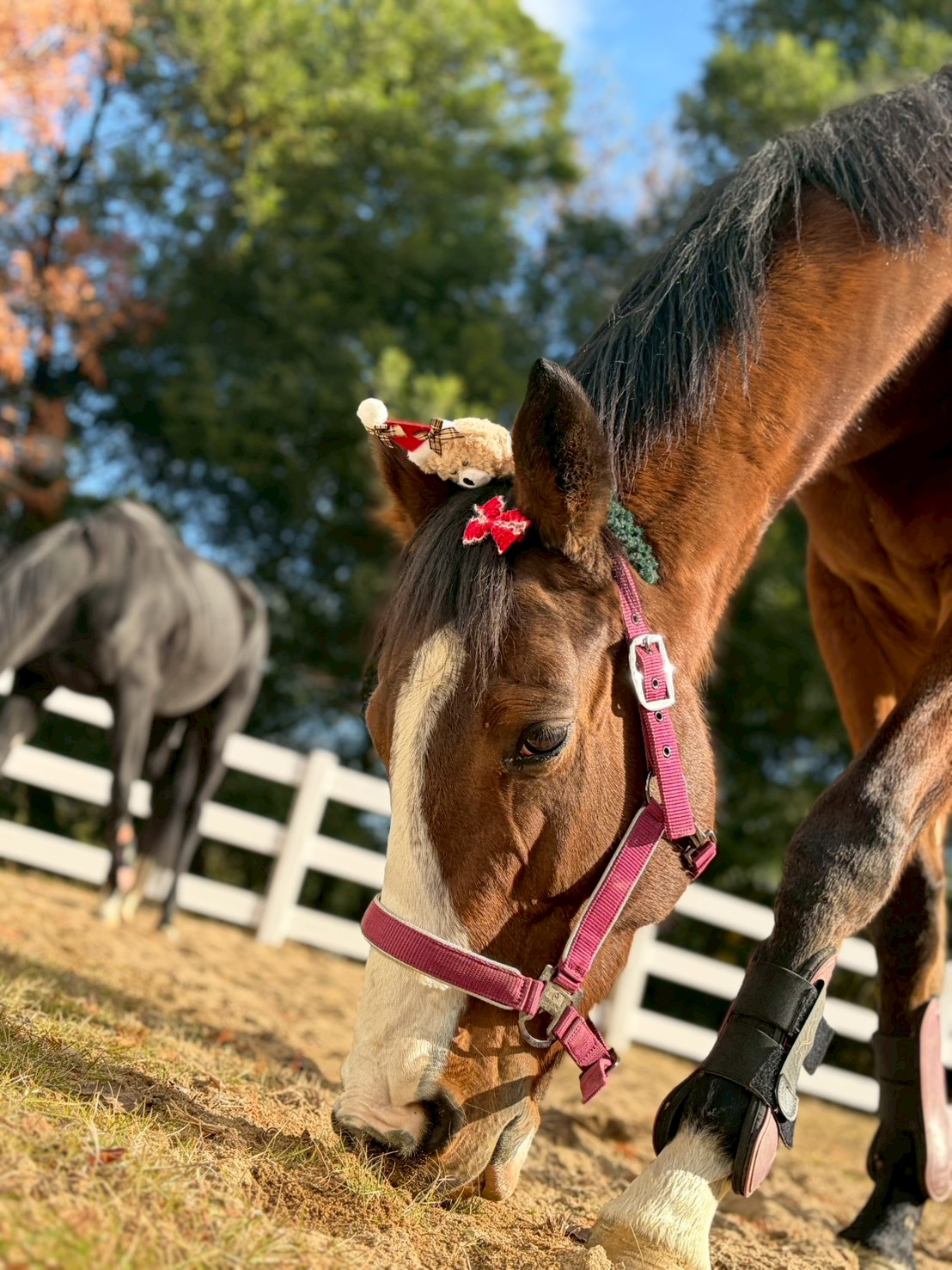 カエデ　リタッチ