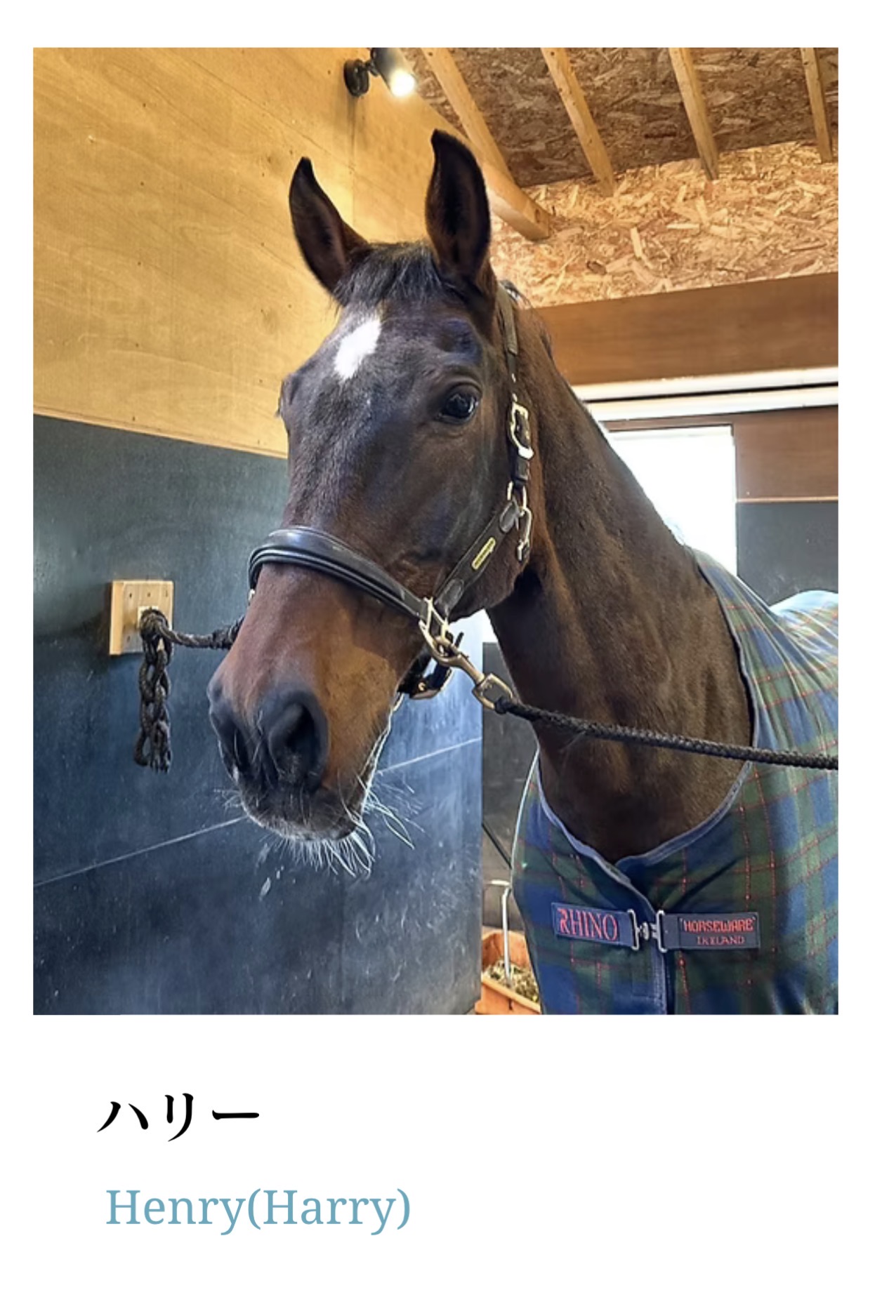 ハリー