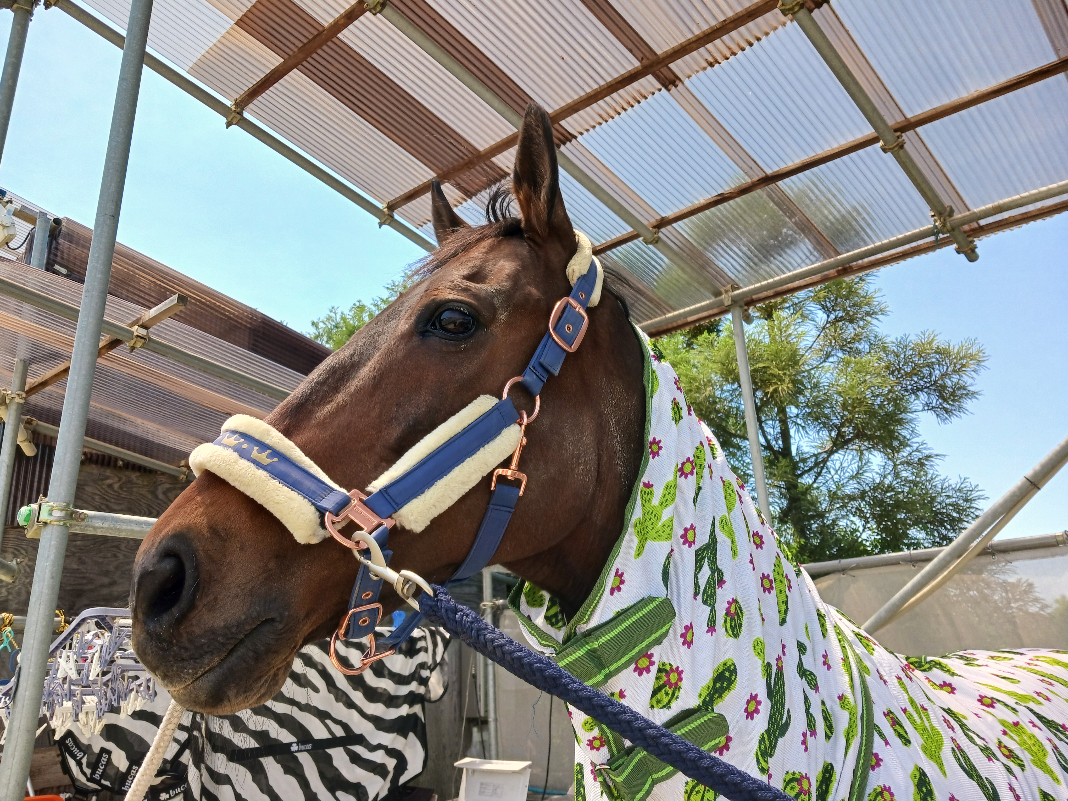 ユウリョクハンス