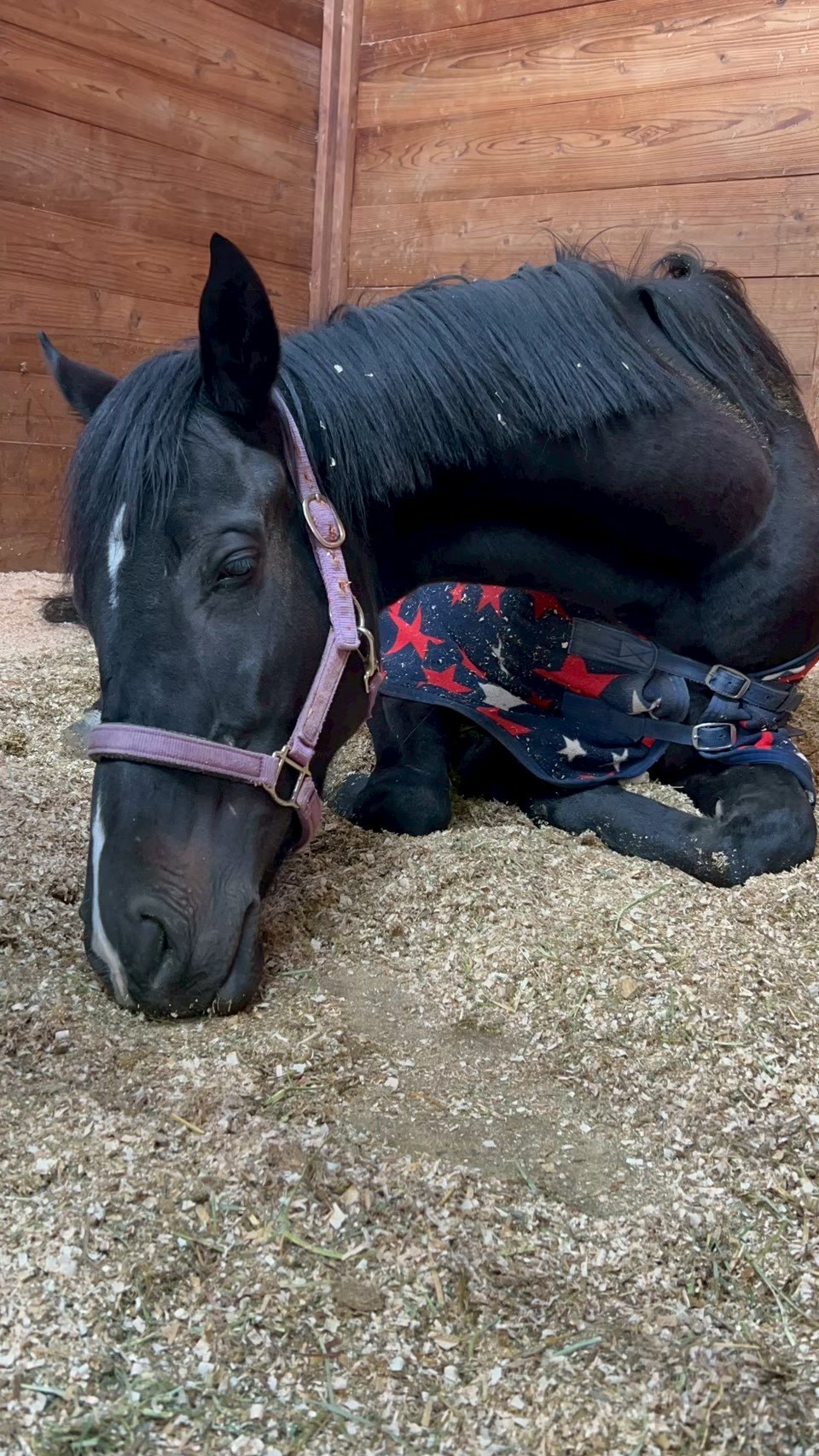 ピュアリタッチ