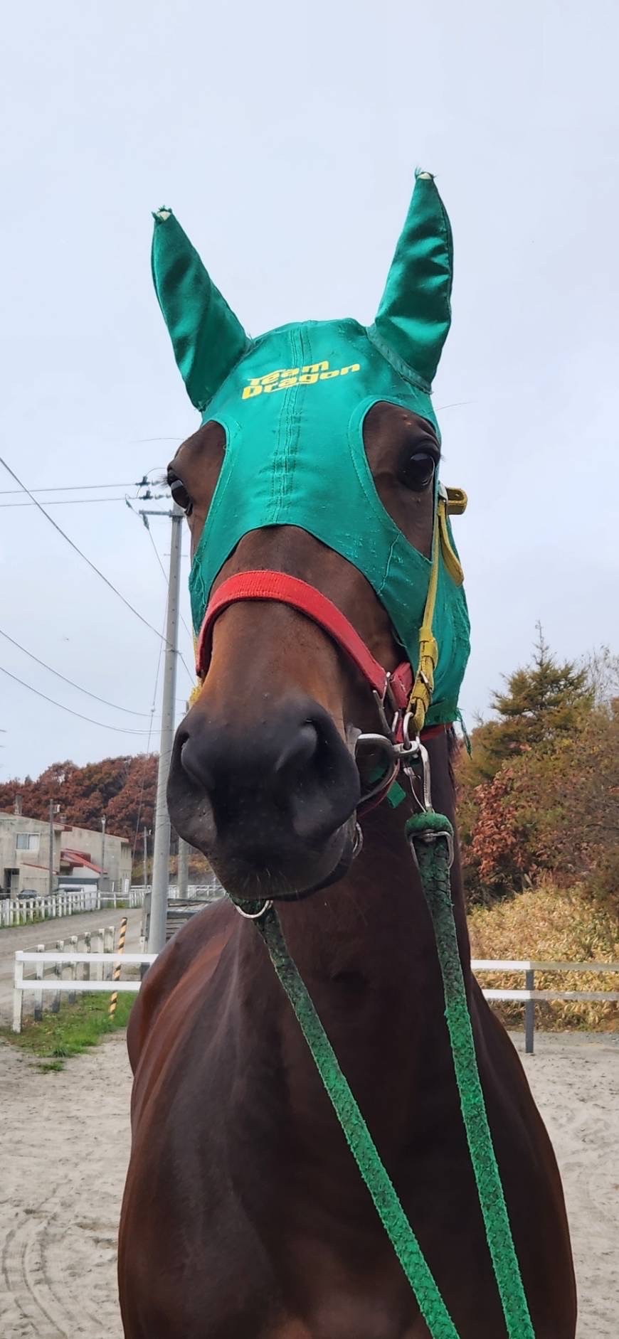 フレーシア