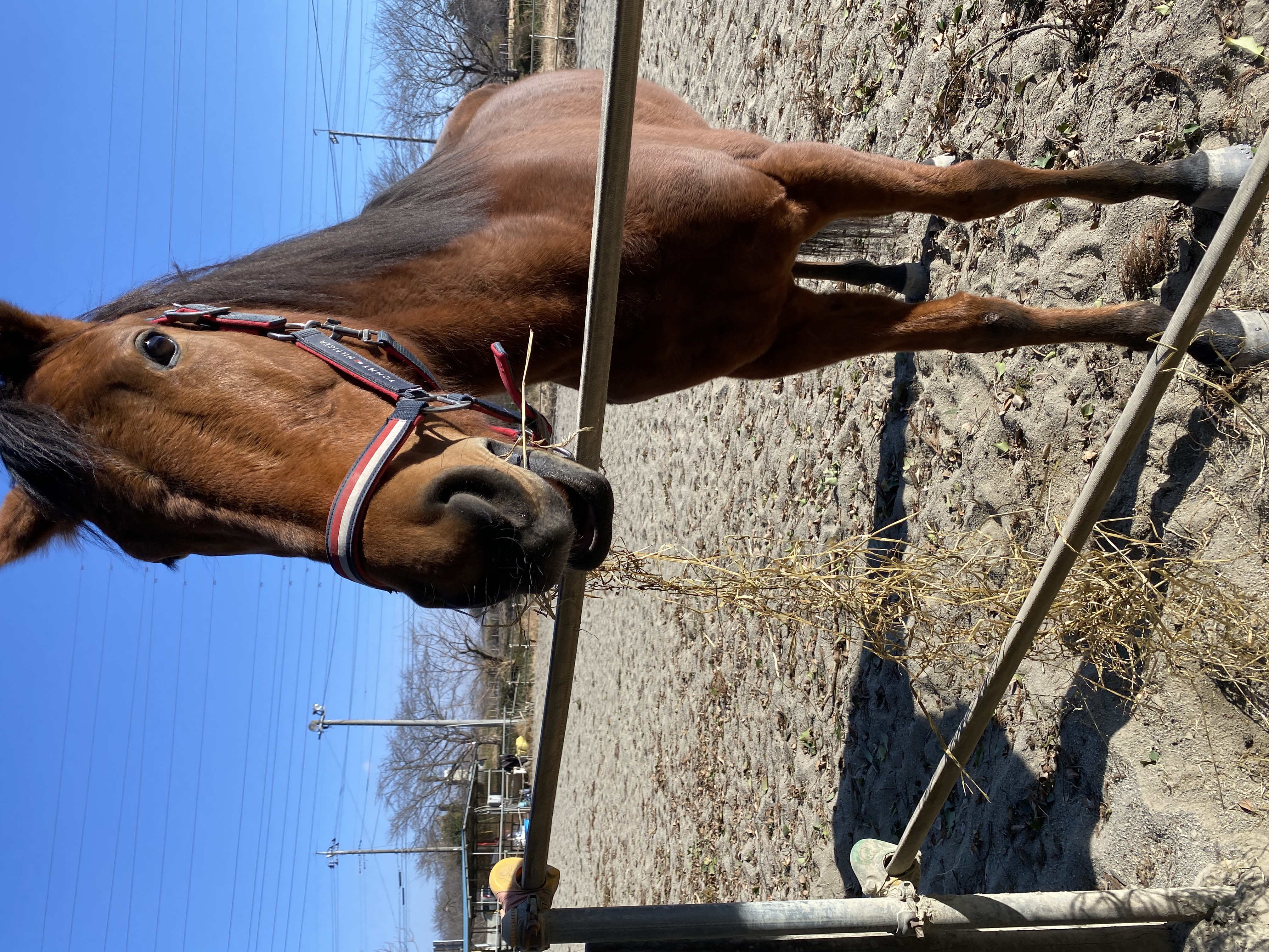 アンパラレルド