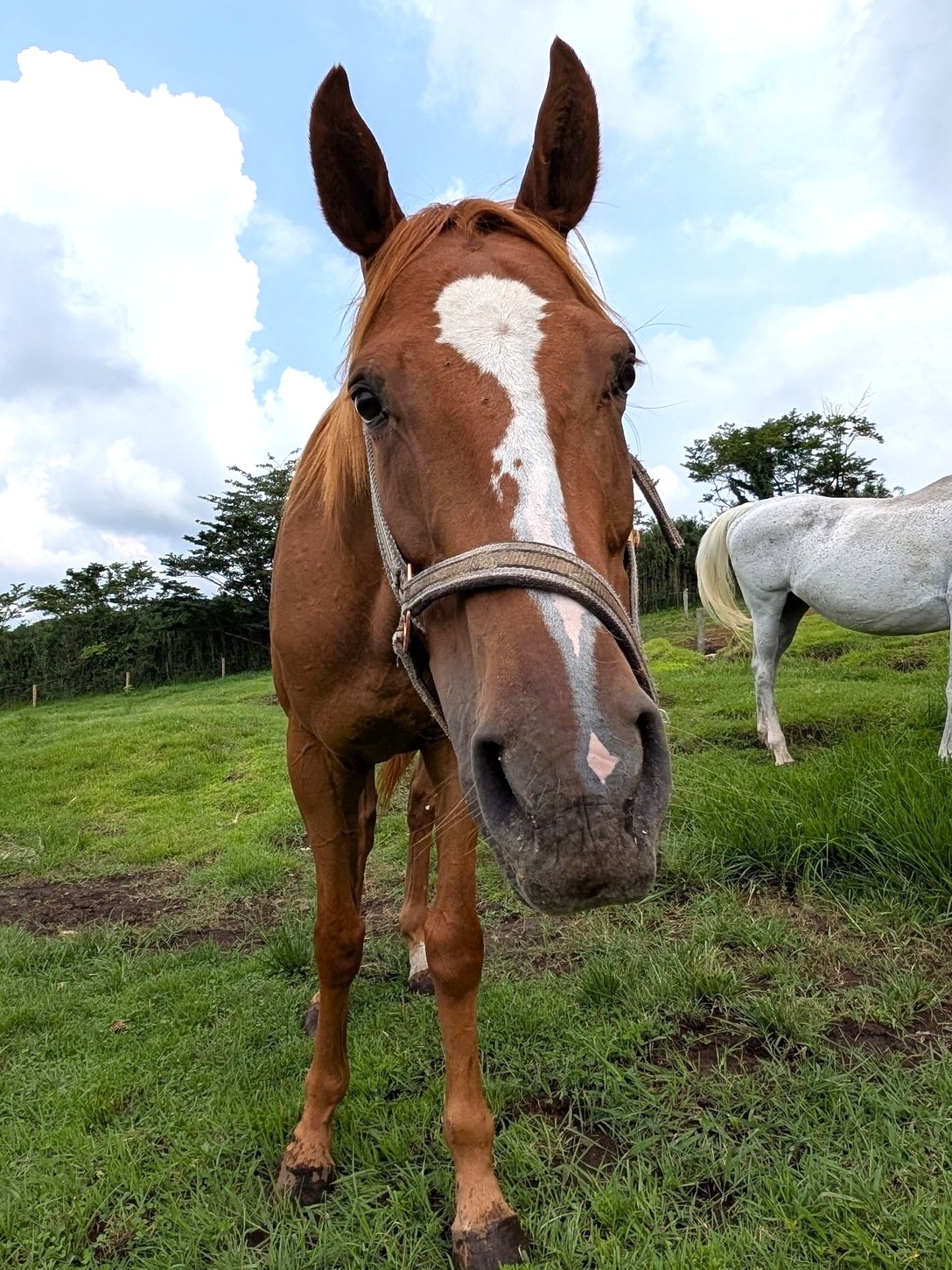 メイショウリーチ