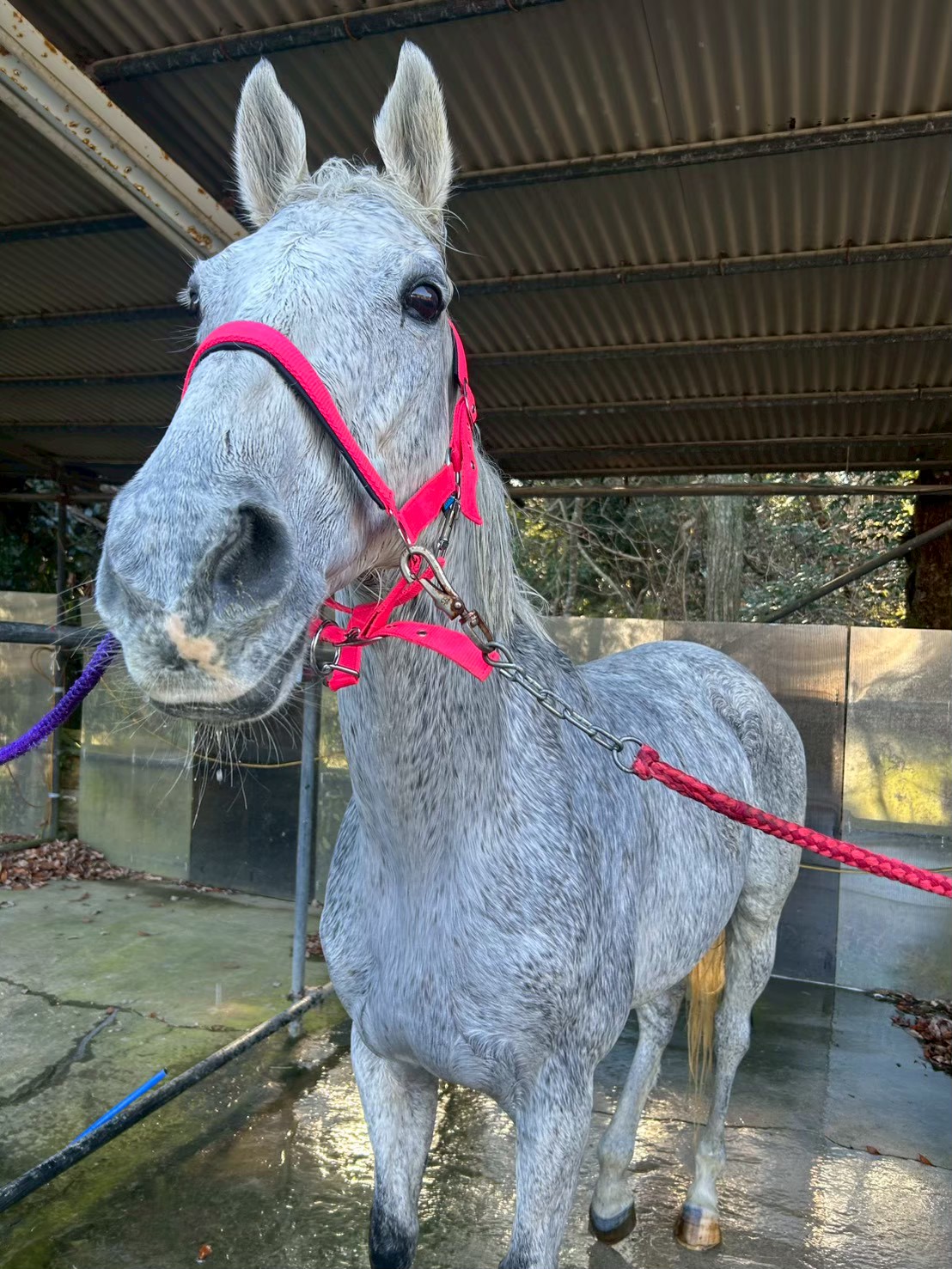 ミラーダリタッチ