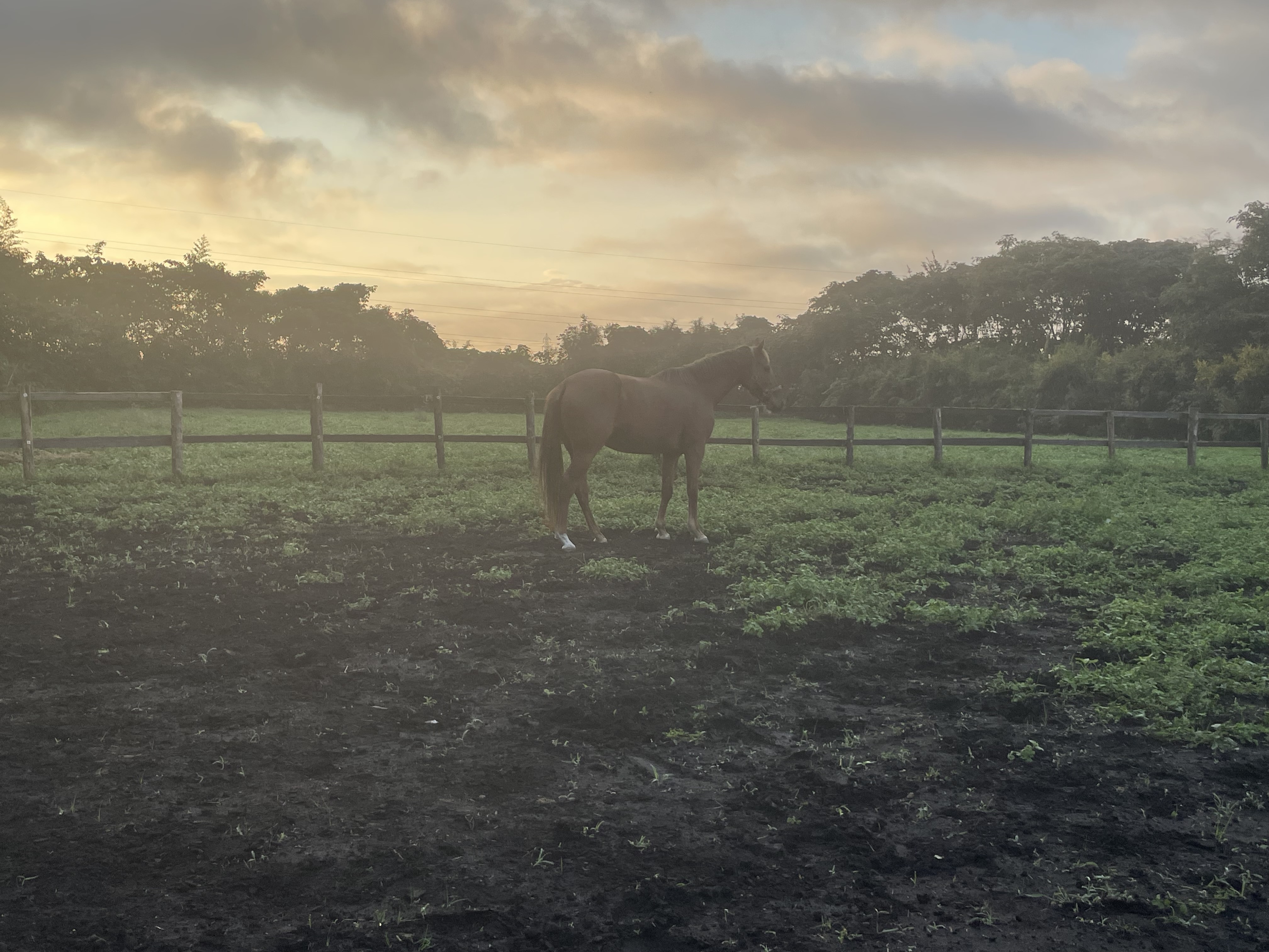 エレガントラウル