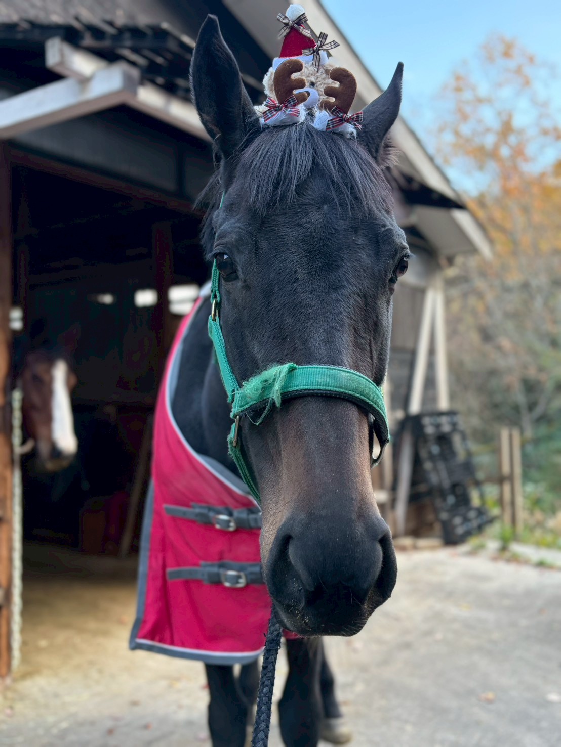 ホープ　リタッチ