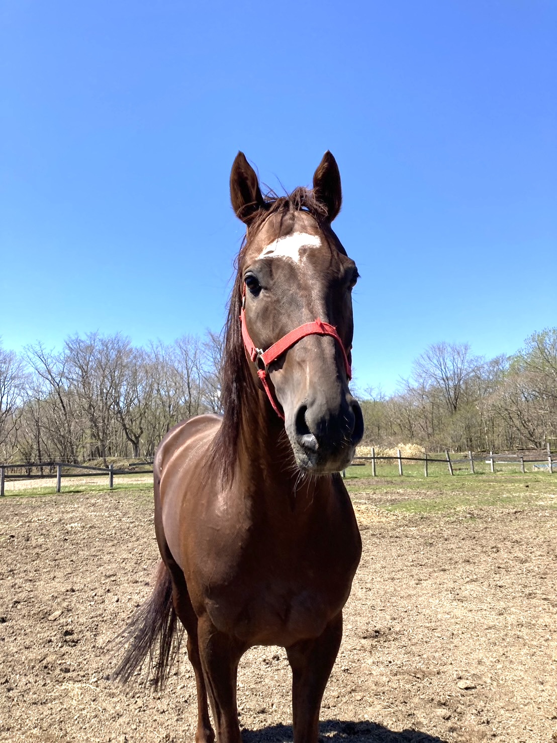 フェイドハード