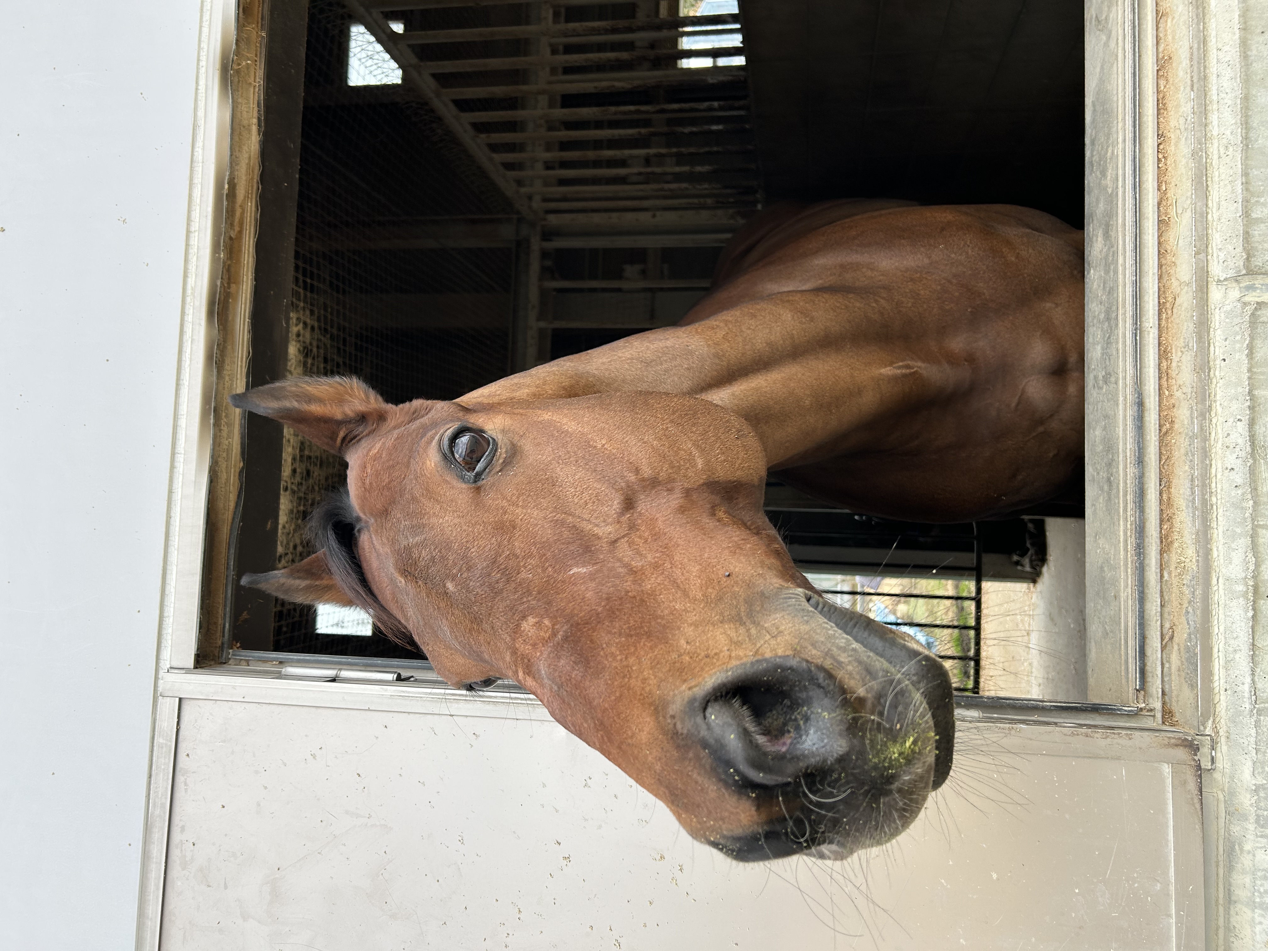 ランフォザローゼス