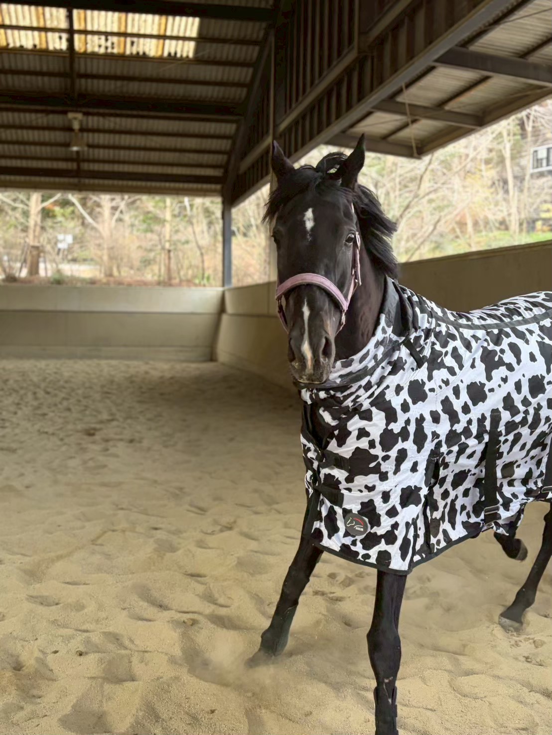 ピュアリタッチ