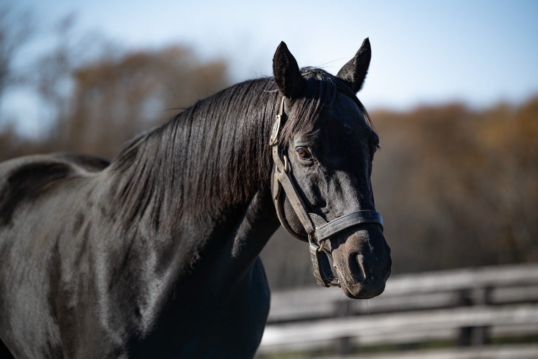 エイシンフラッシュ