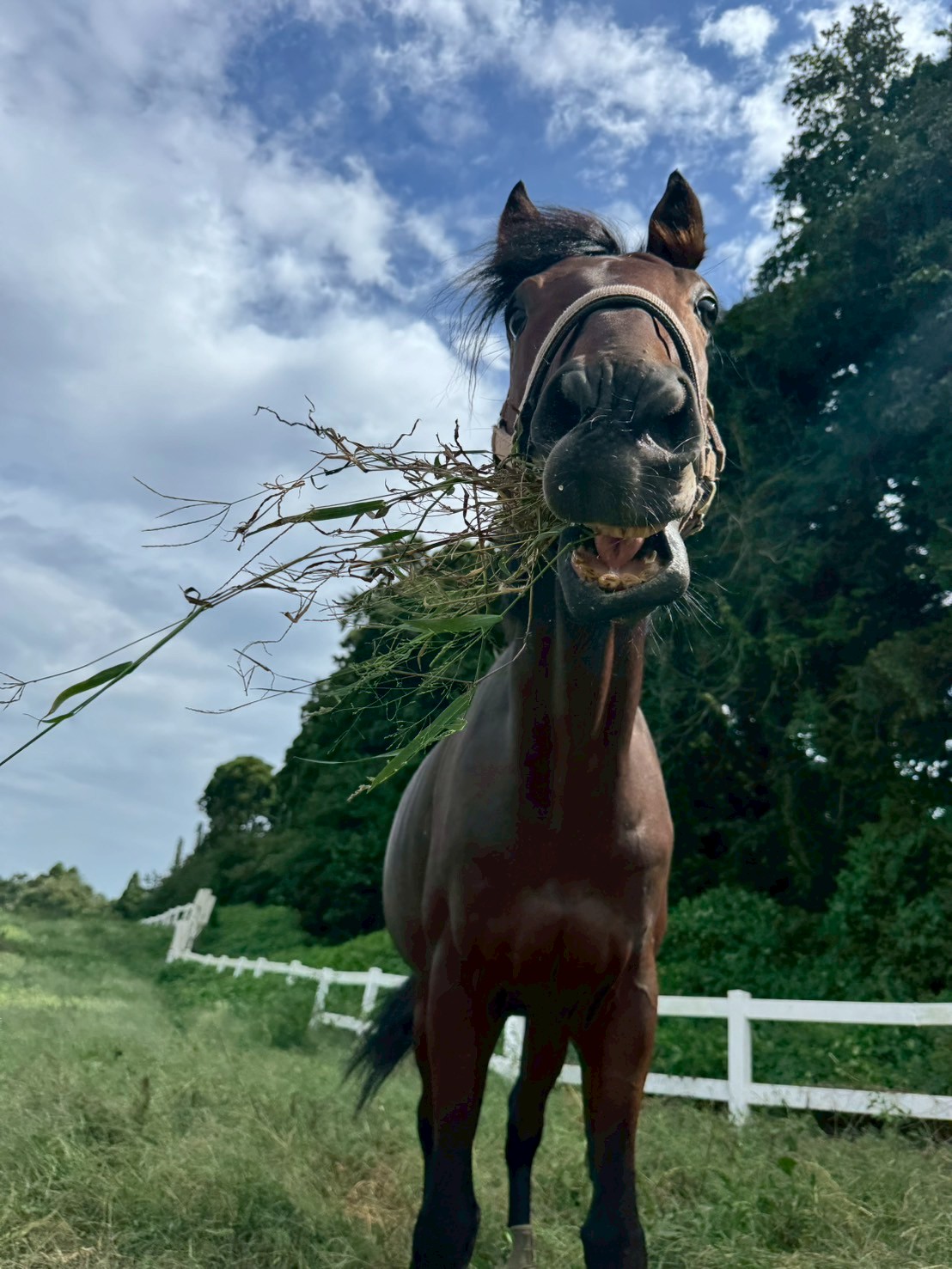 ブライト　リタッチ