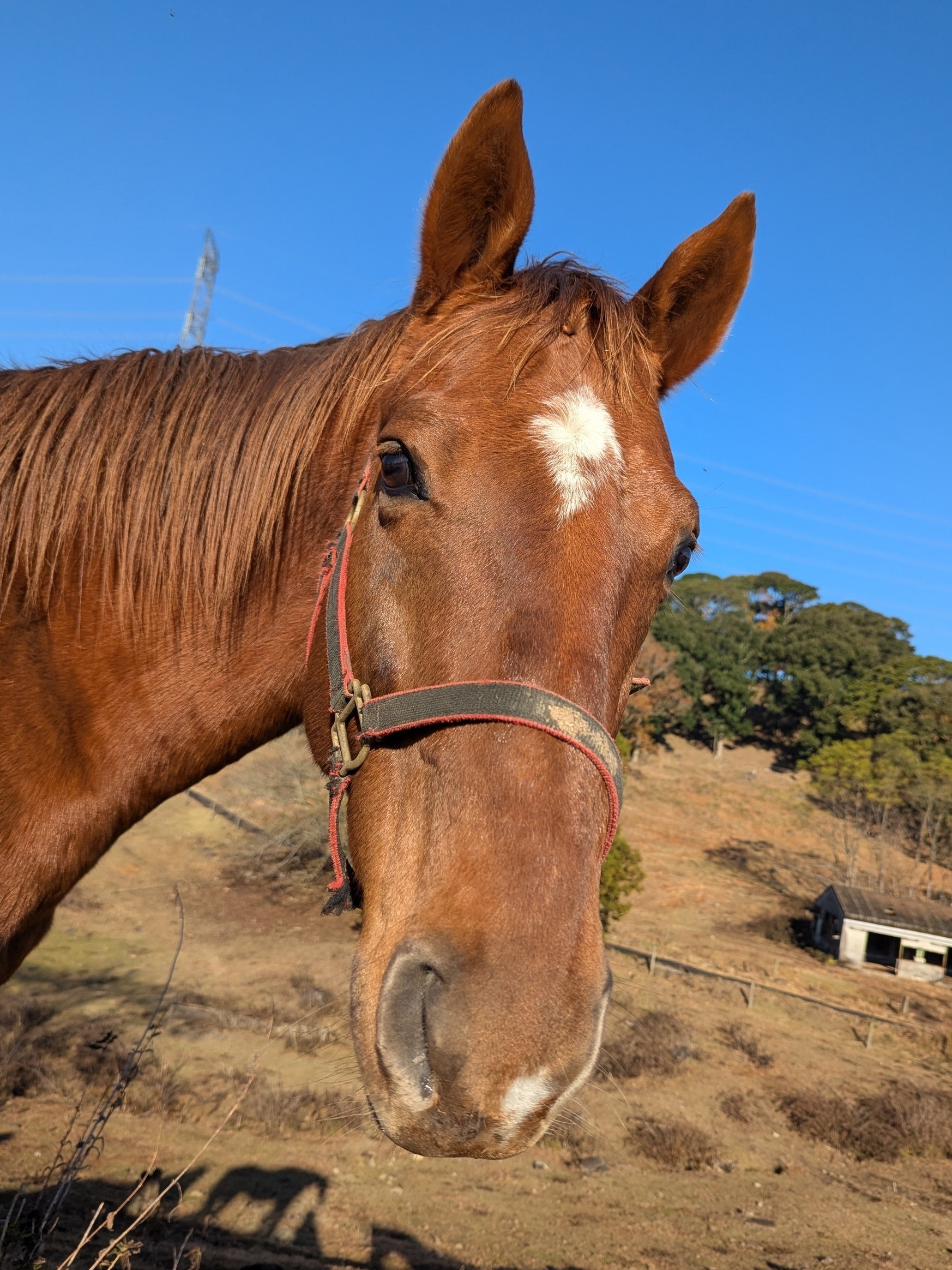 ソイカウボーイ