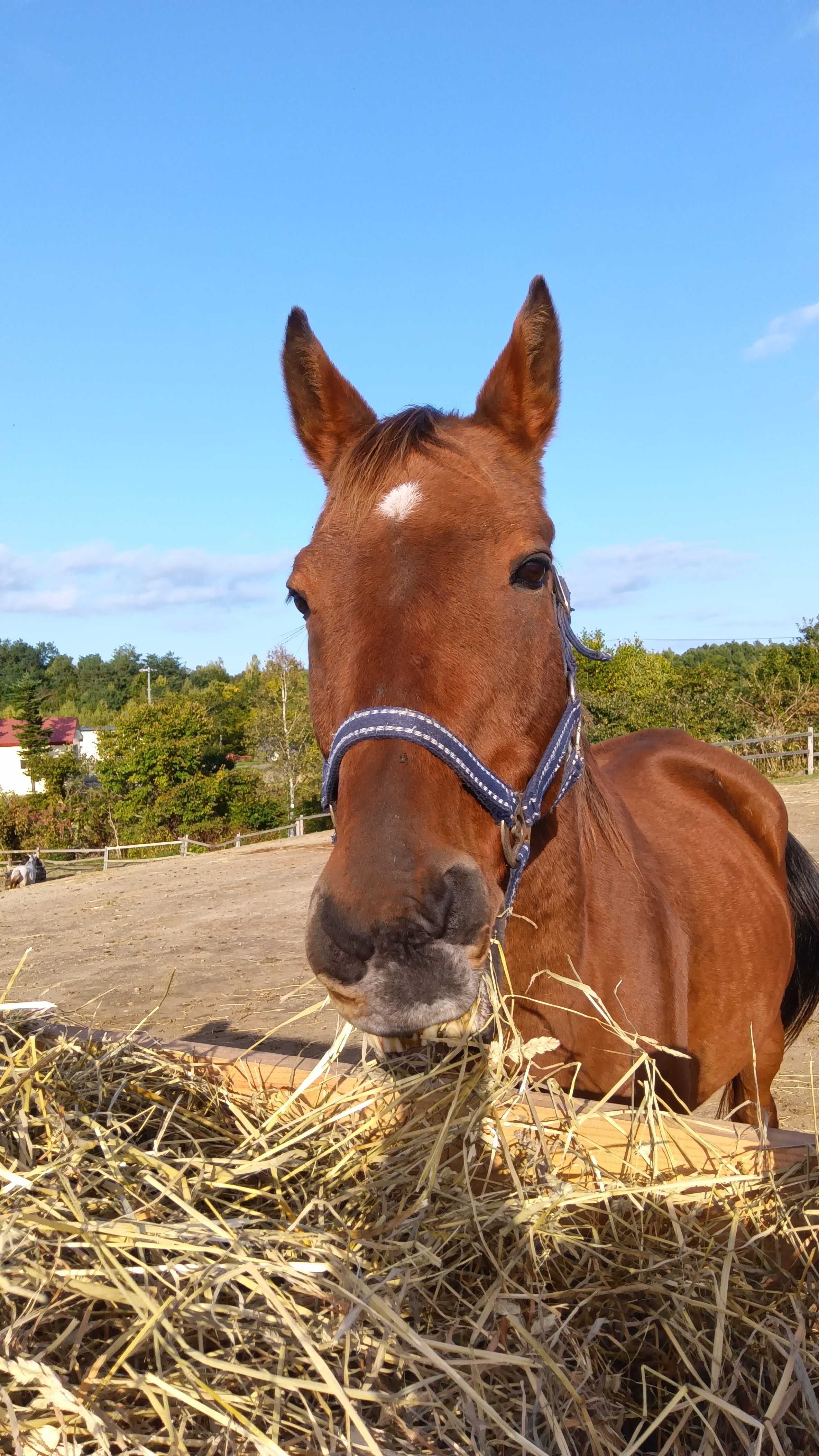 トウショウヘリオス