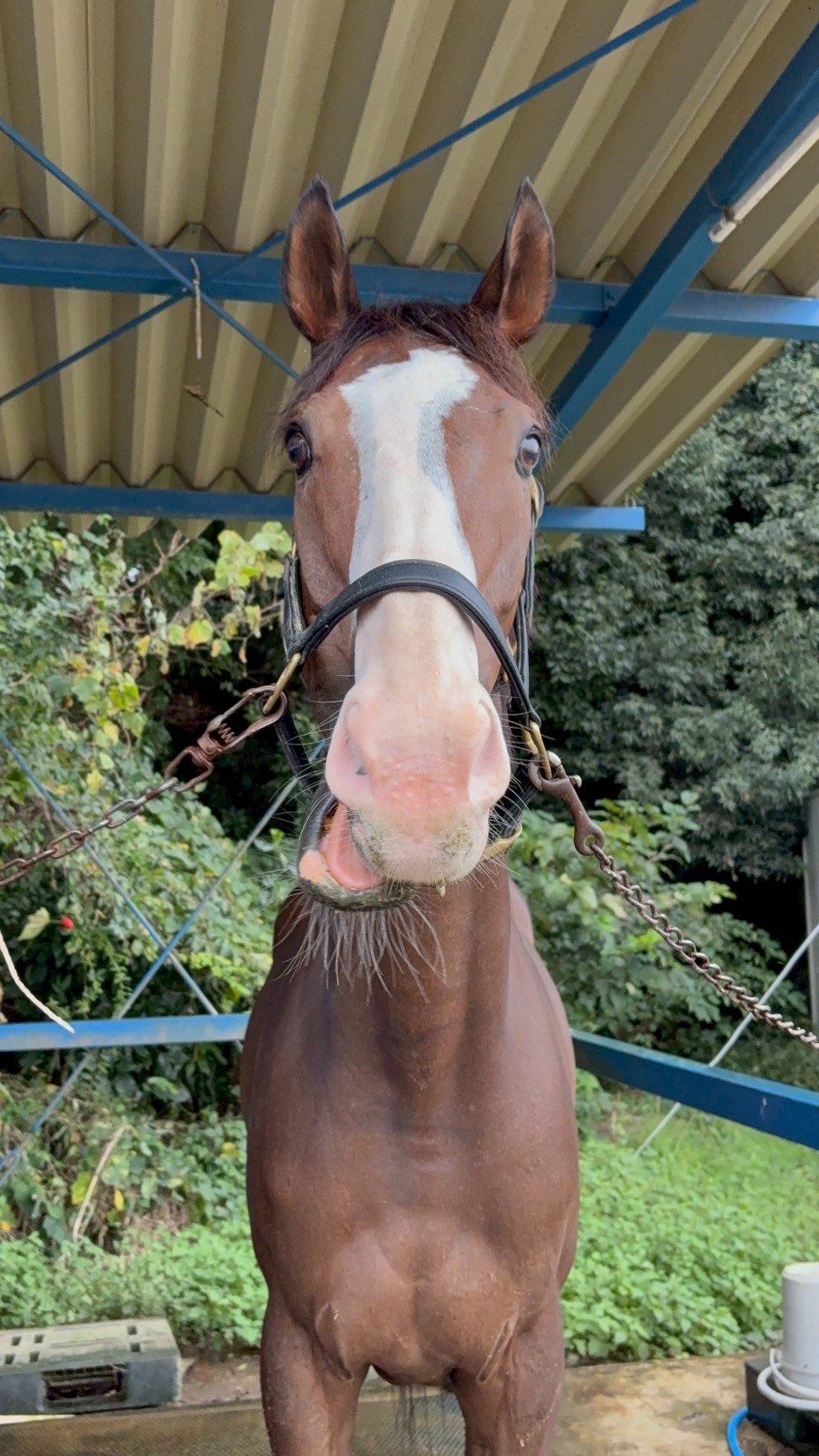 フォルトゥーナ　リタッチ