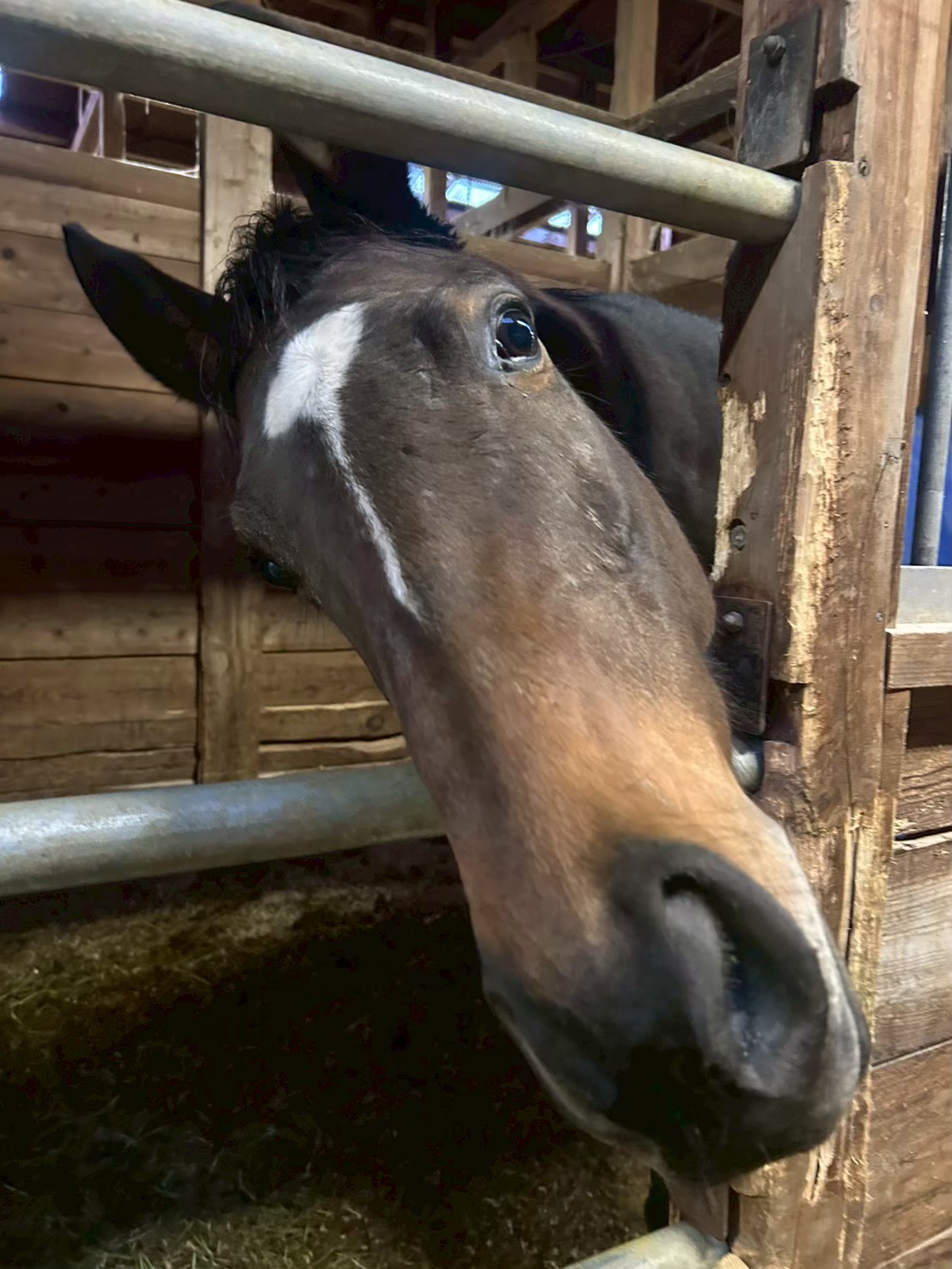 イチョウリタッチ