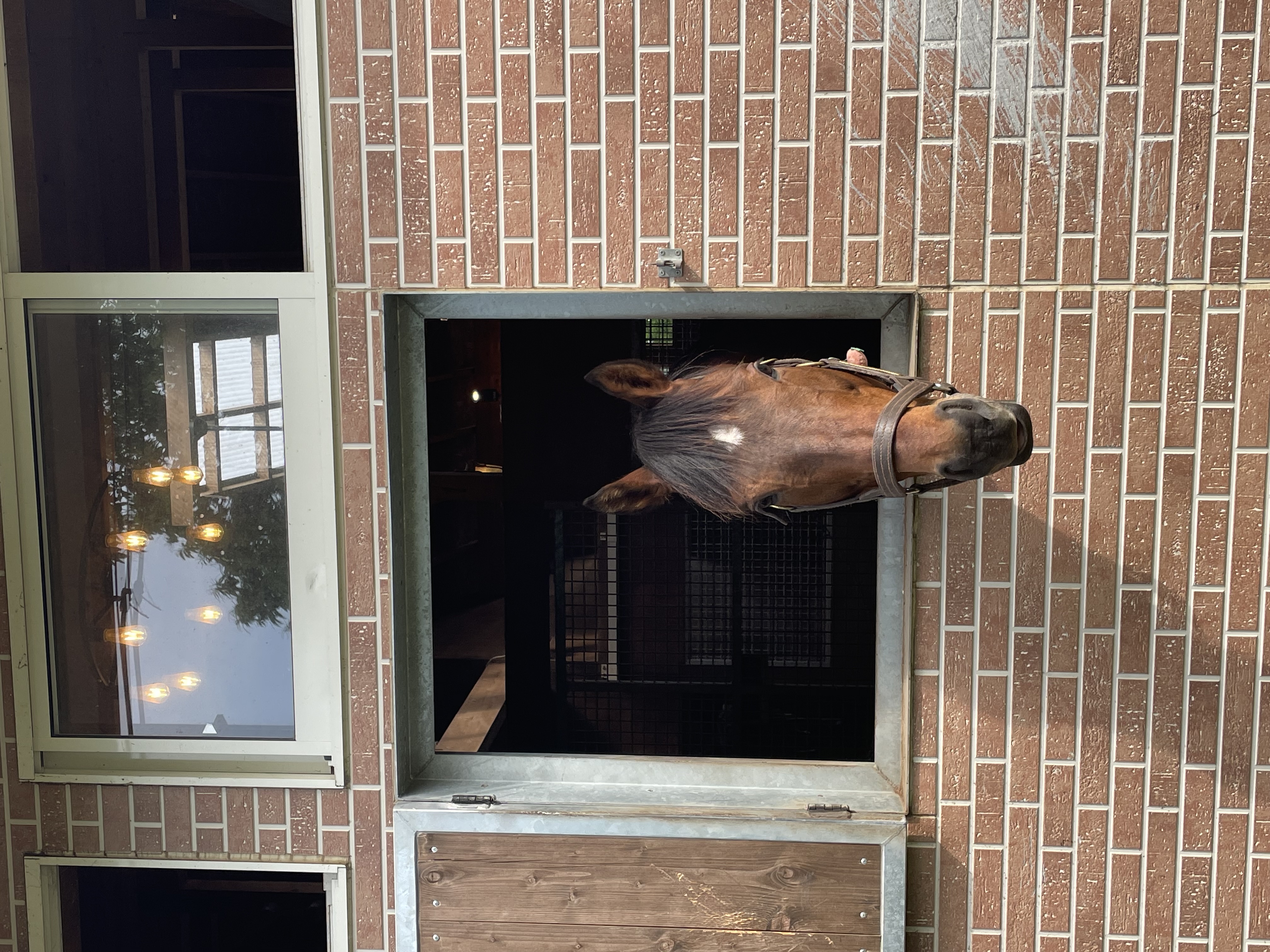 ニッポンテイオー