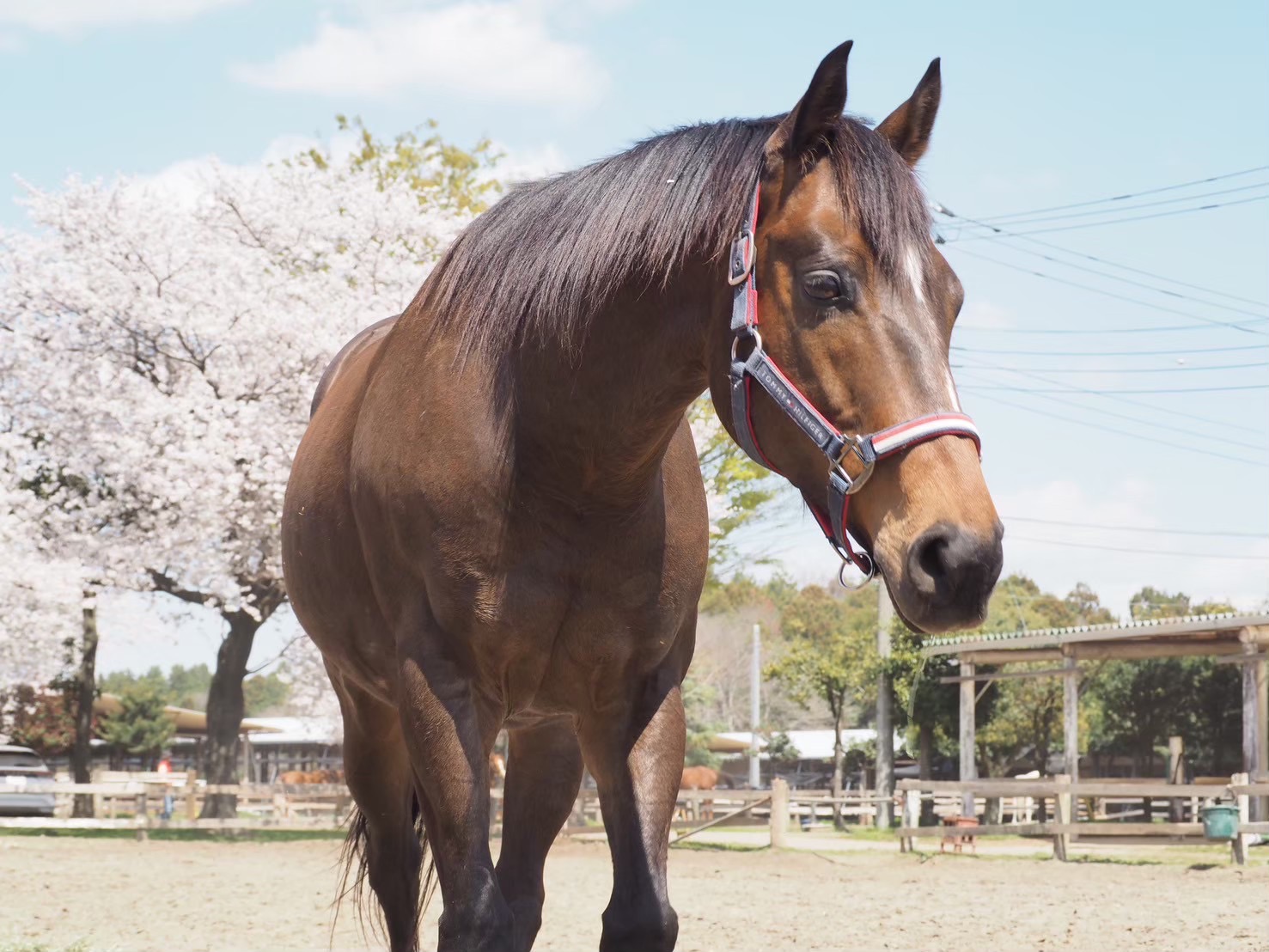 イデアブルーム
