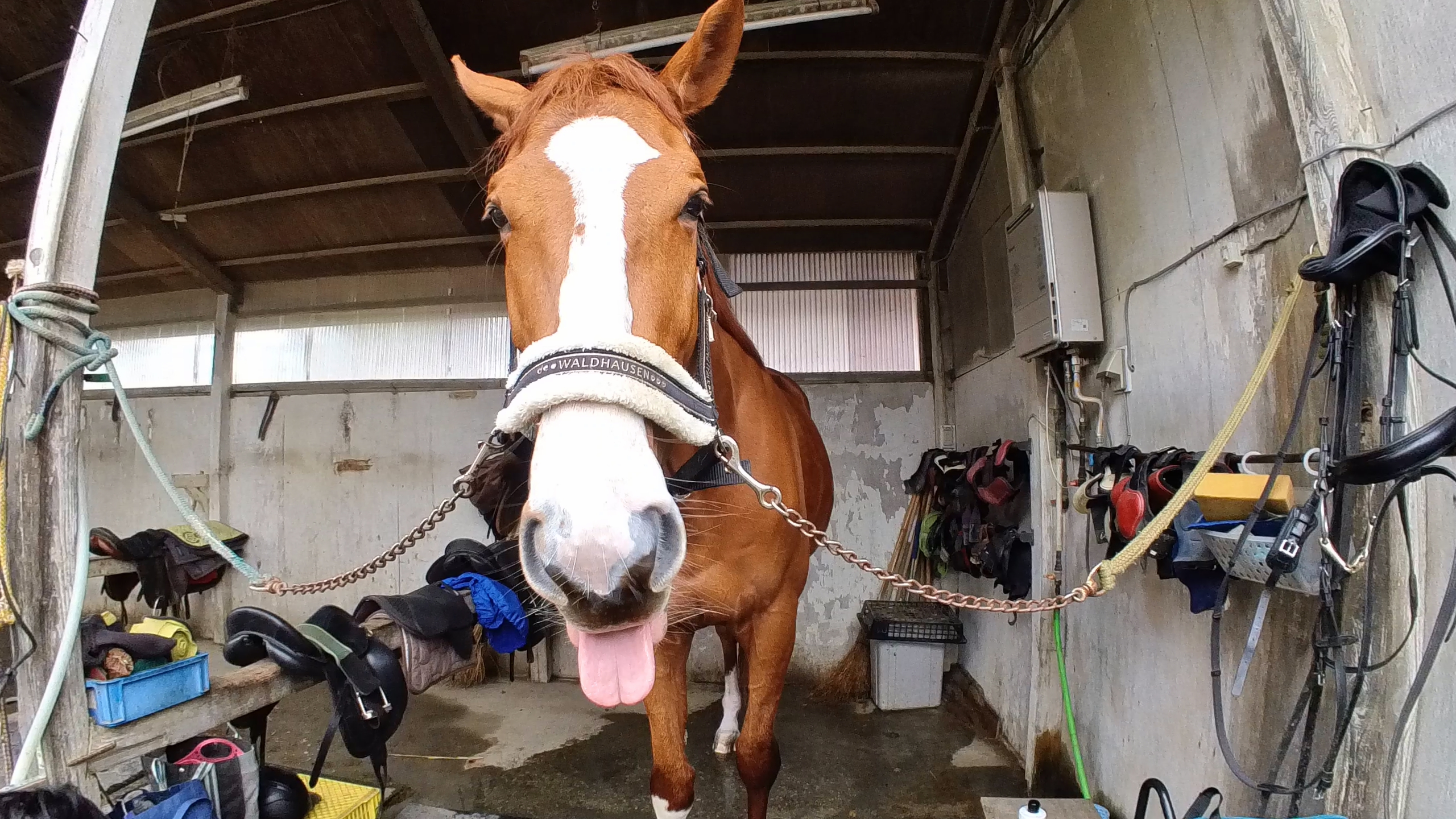 ジャスティンターボ