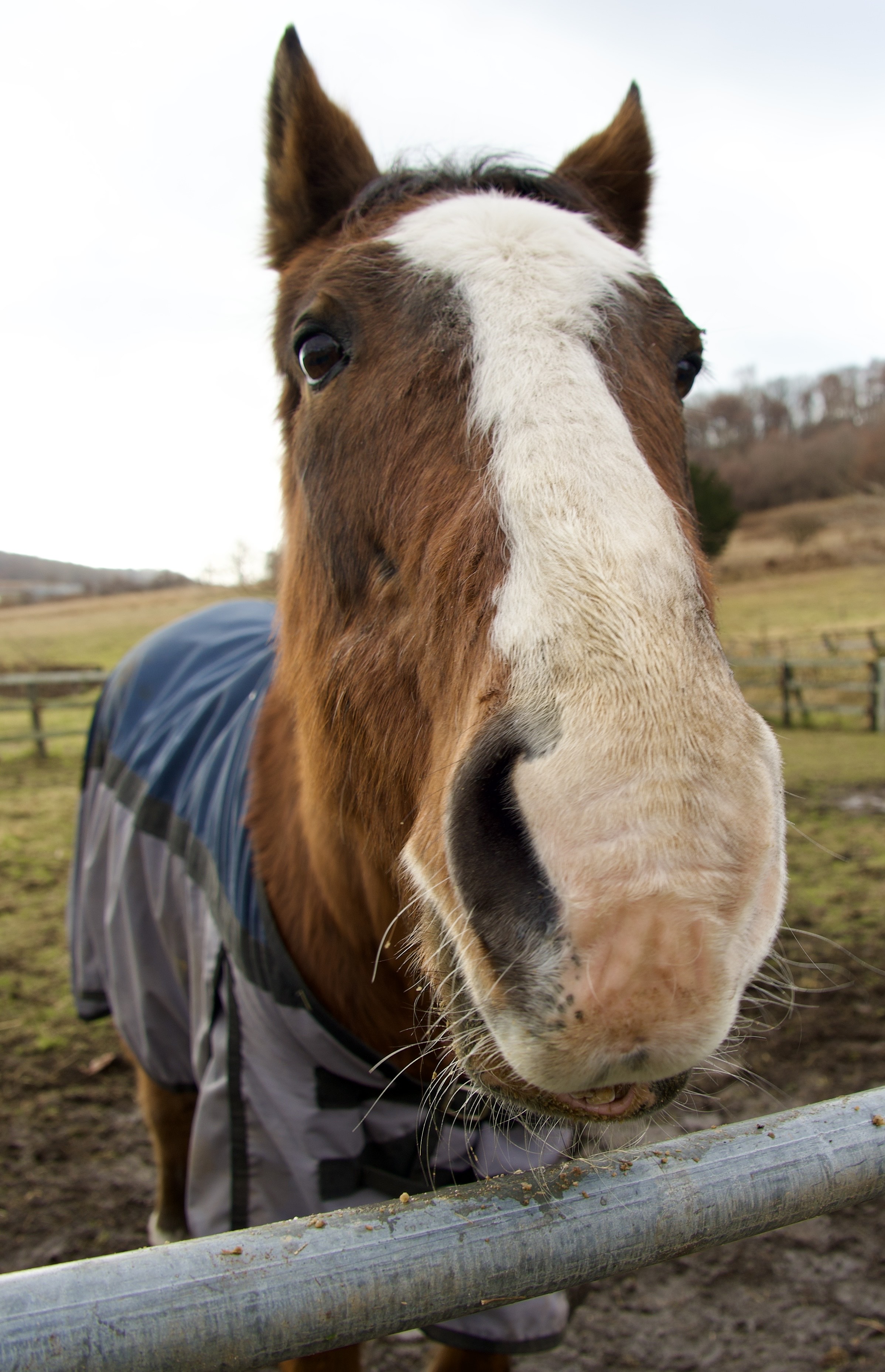 メイショウドトウ
