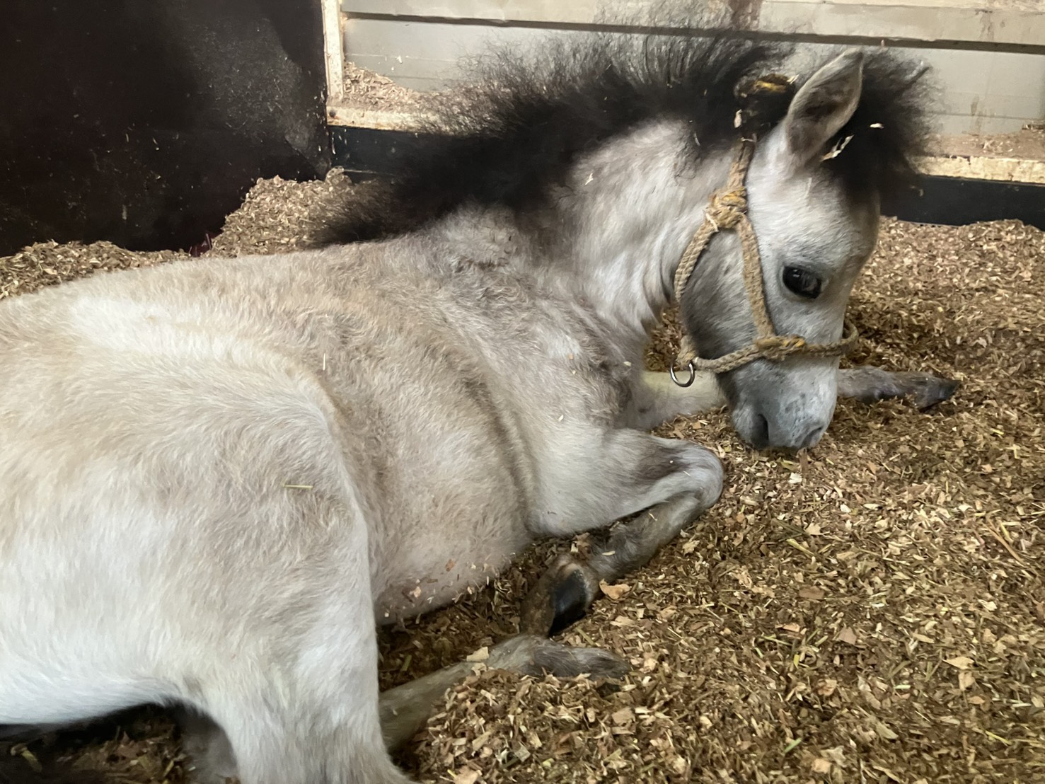 ルアナ　リタッチ